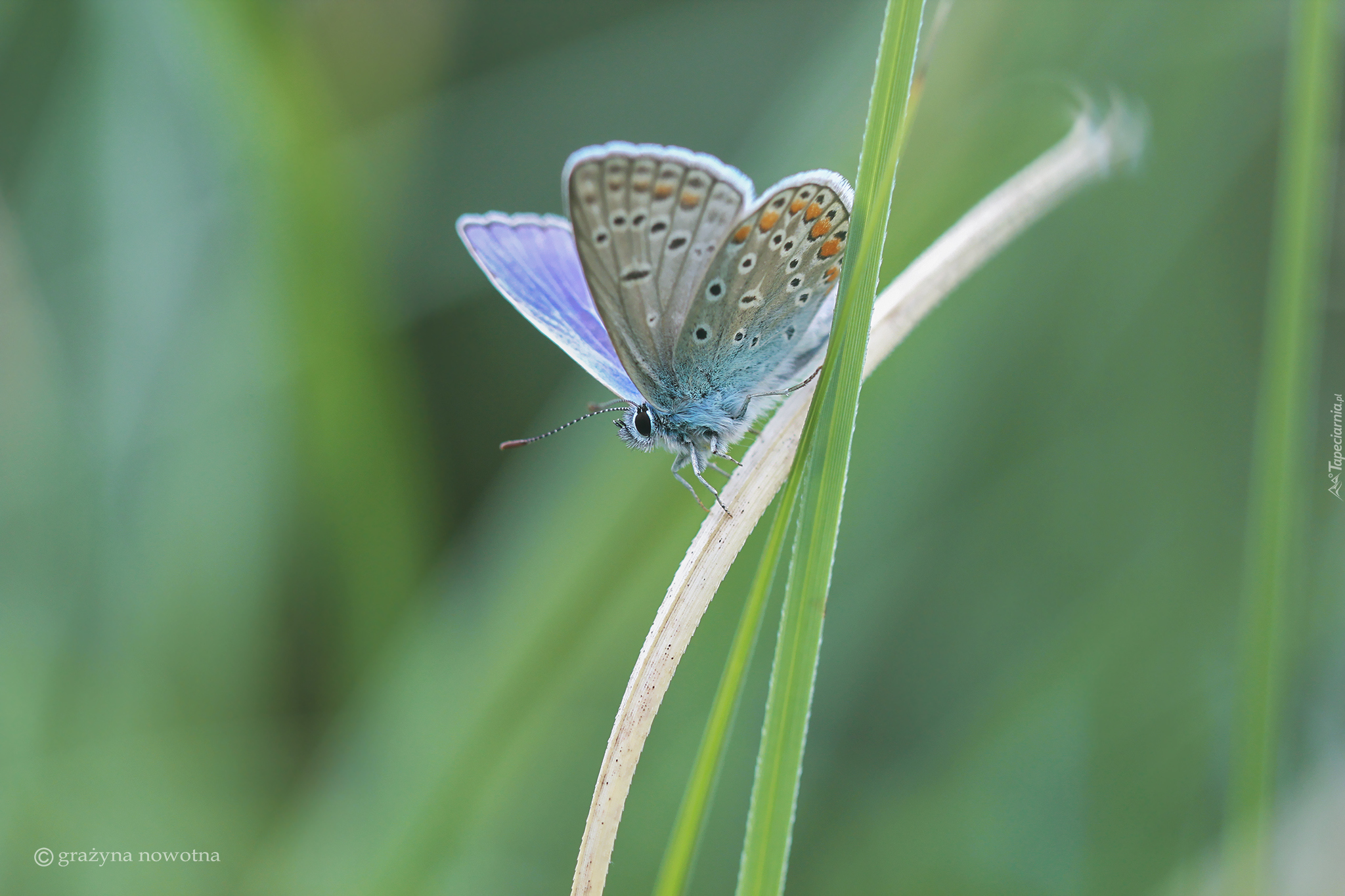 Motyl, Modraszek ikar, Źdźbła, Trawa