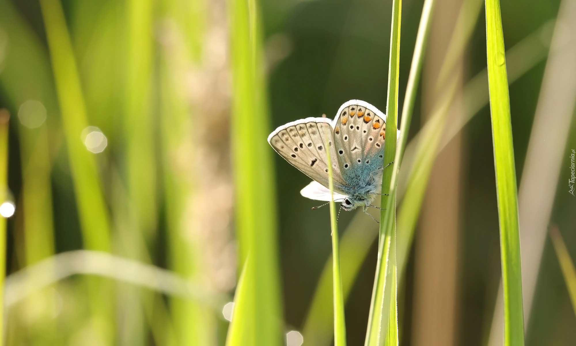 Modraszek ikar, Motyl, Trawa, Źdźbła