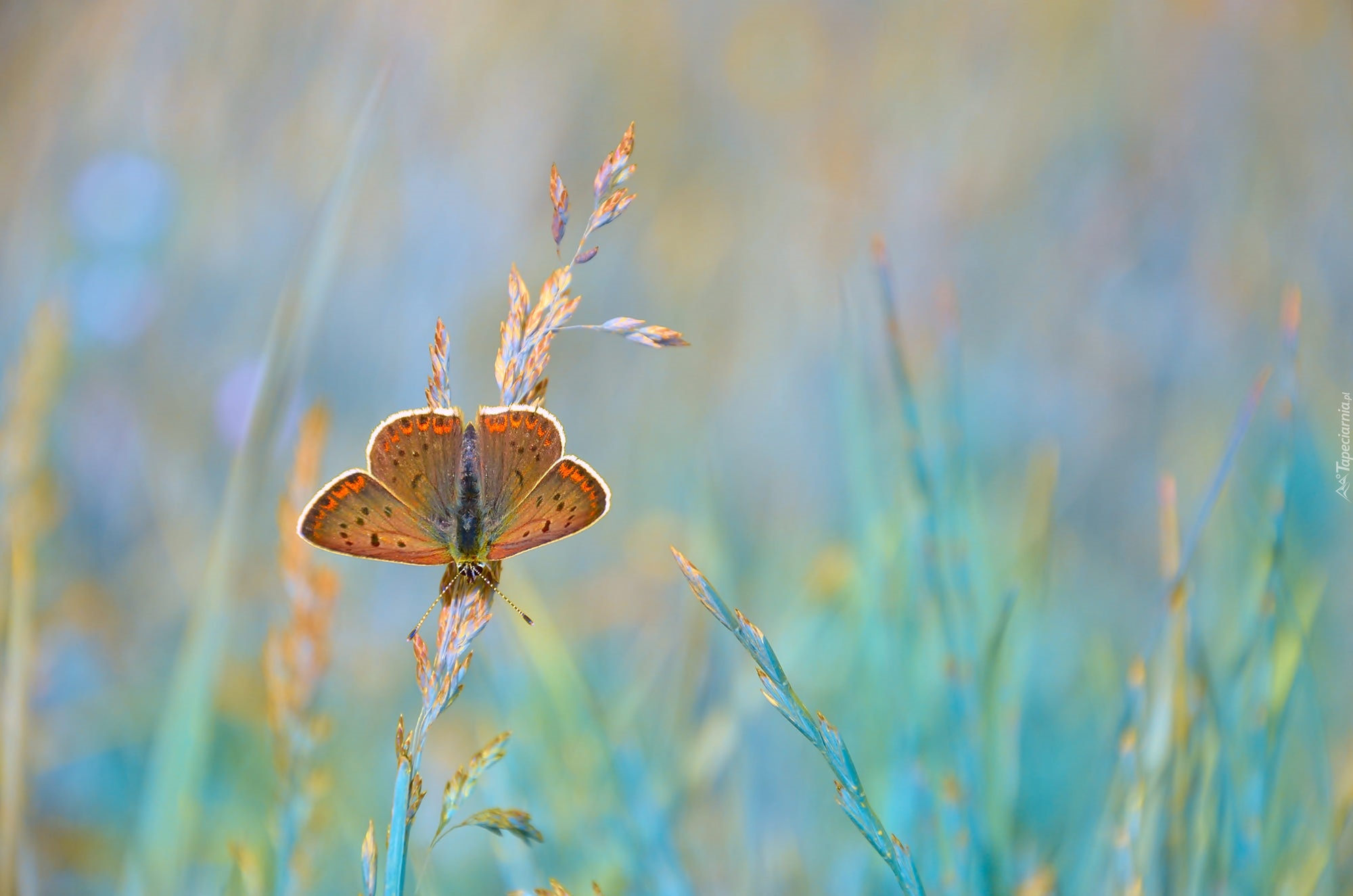 Motyl, Modraszek ikar, Źdźbła, Trawy