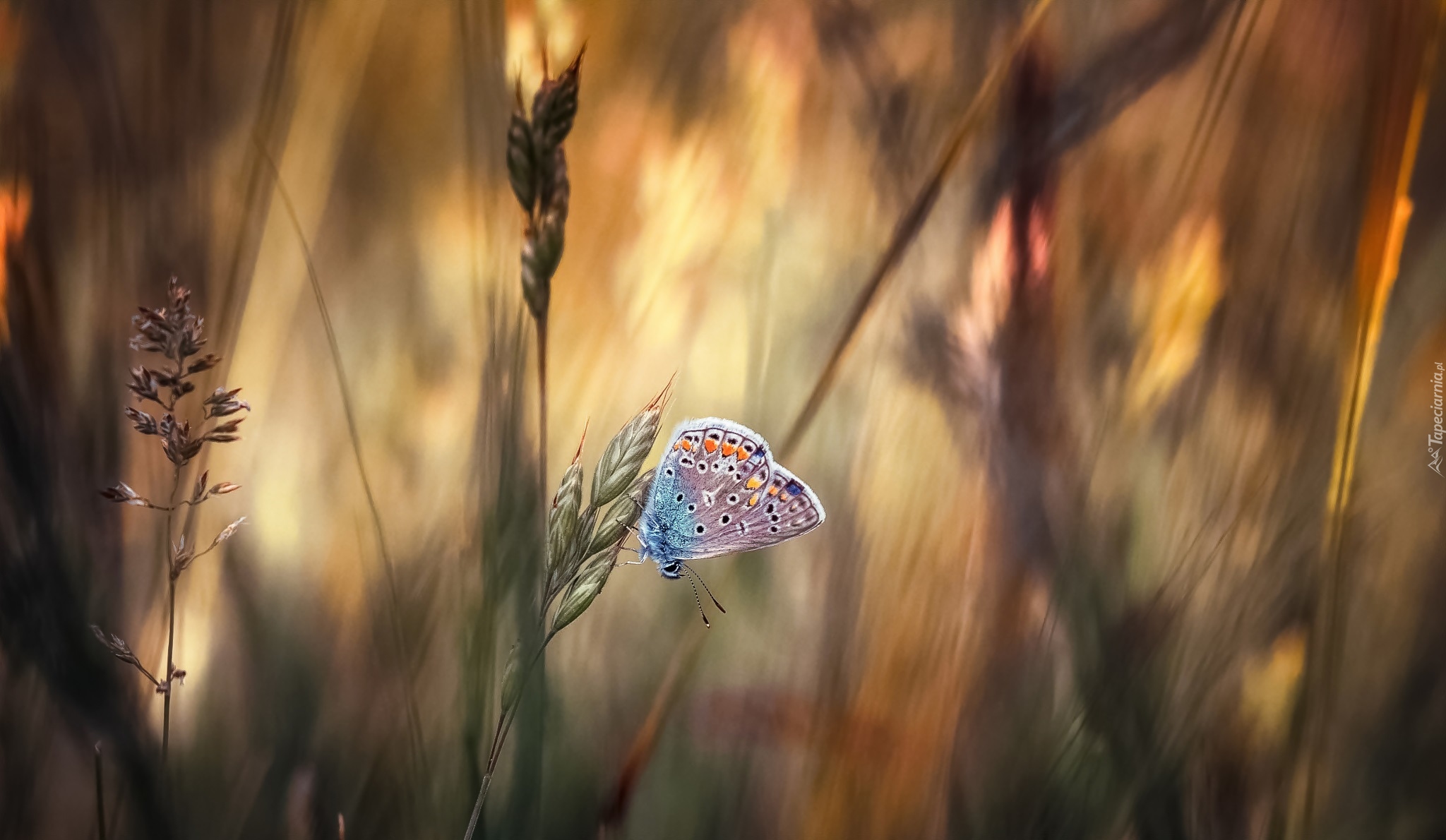 Źdźbła, Trawa, Motyl, Modraszek ikar