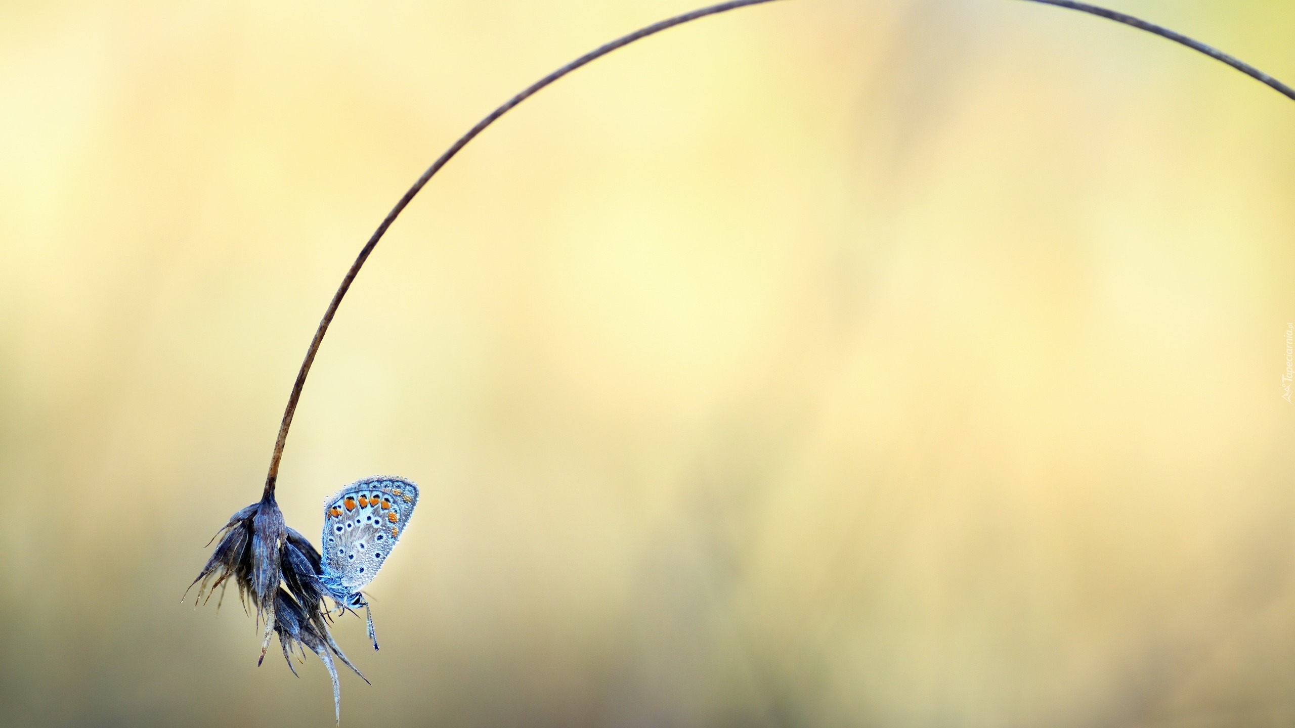 Motyl, Modraszek ikar, Roślina, Źdźbło, Trawa