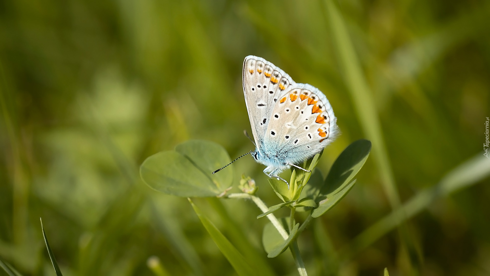 Motyl, Modraszek ikar, Listki