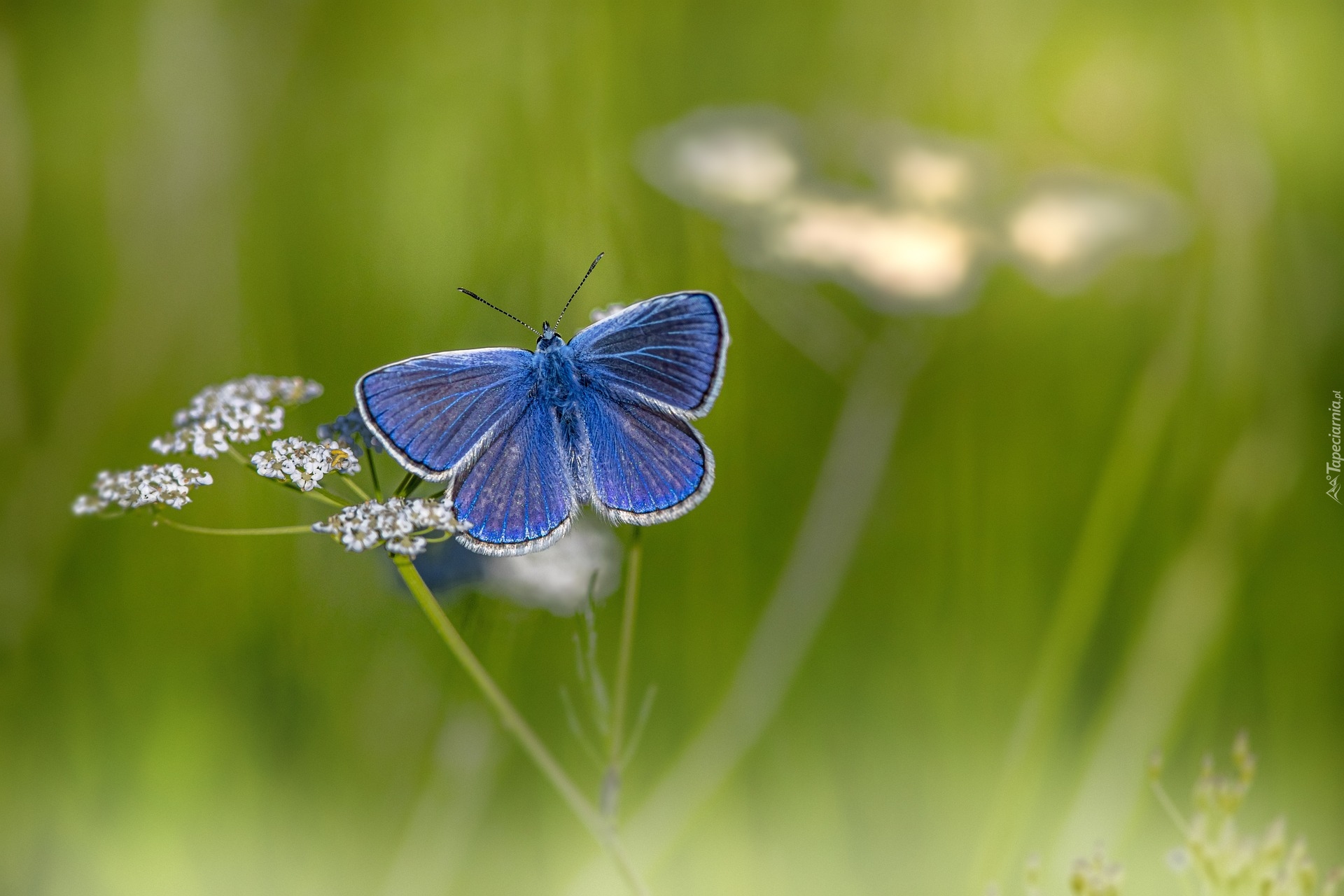 Motyl, Modraszek ikar, Kwiatek