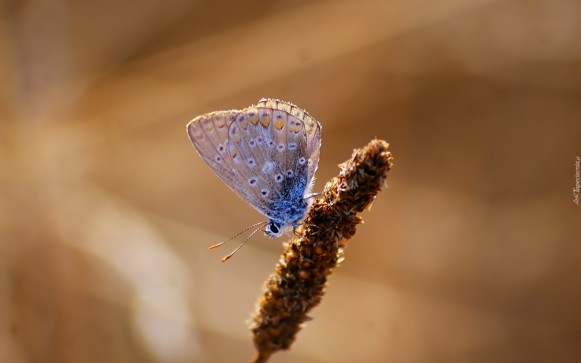 Motyl, Modraszek ikar, Źdźbło, Trawy