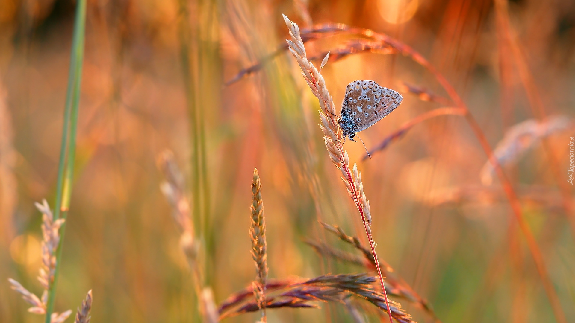 Źdźbła, Trawy, Motyl, Modraszek ikar