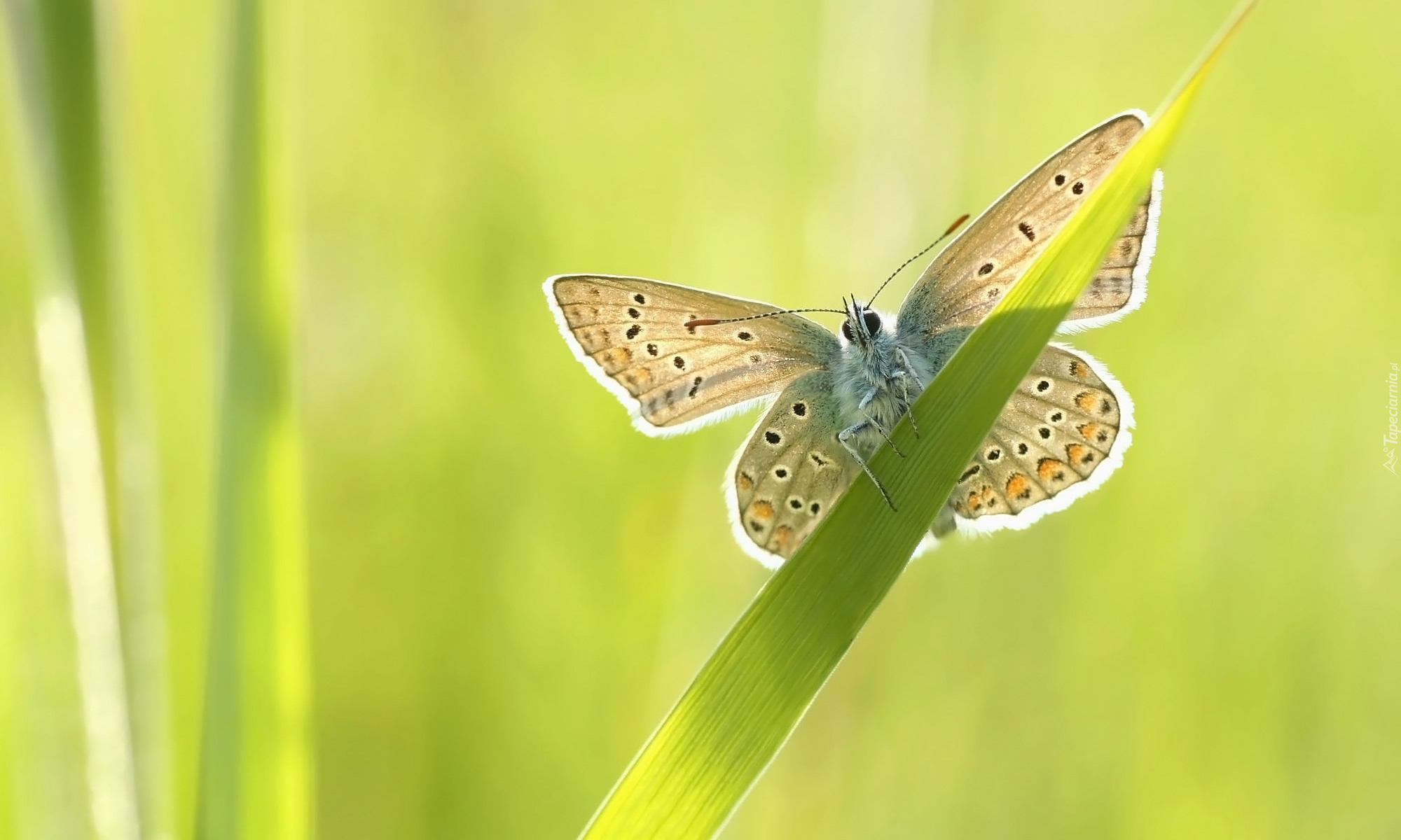 Motyl, Źdźbło, Trawy, Modraszek ikar