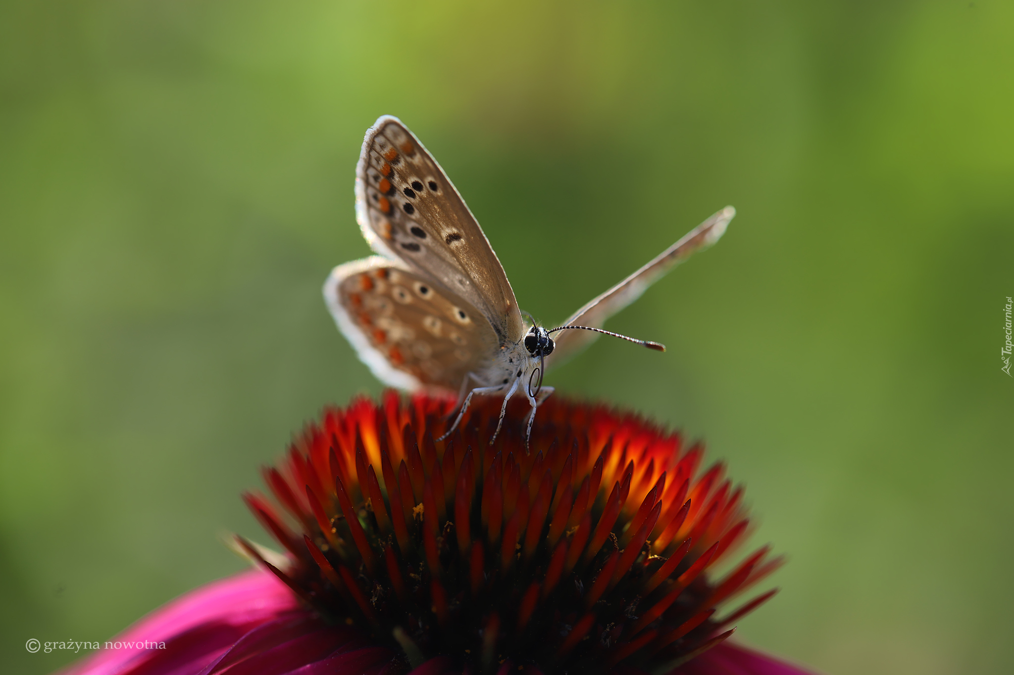 Motyl, Modraszek, Jeżówka, Kwiat