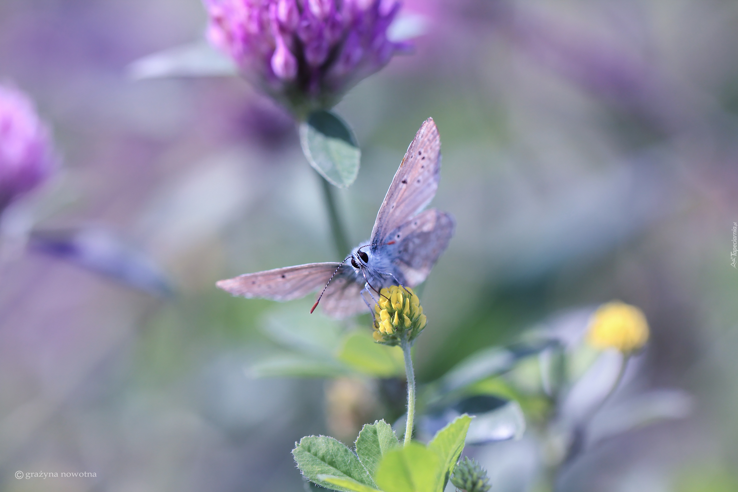 Motyl, Modraszek, Owad, Lucerna nerkowata, Żółty, Kwiat