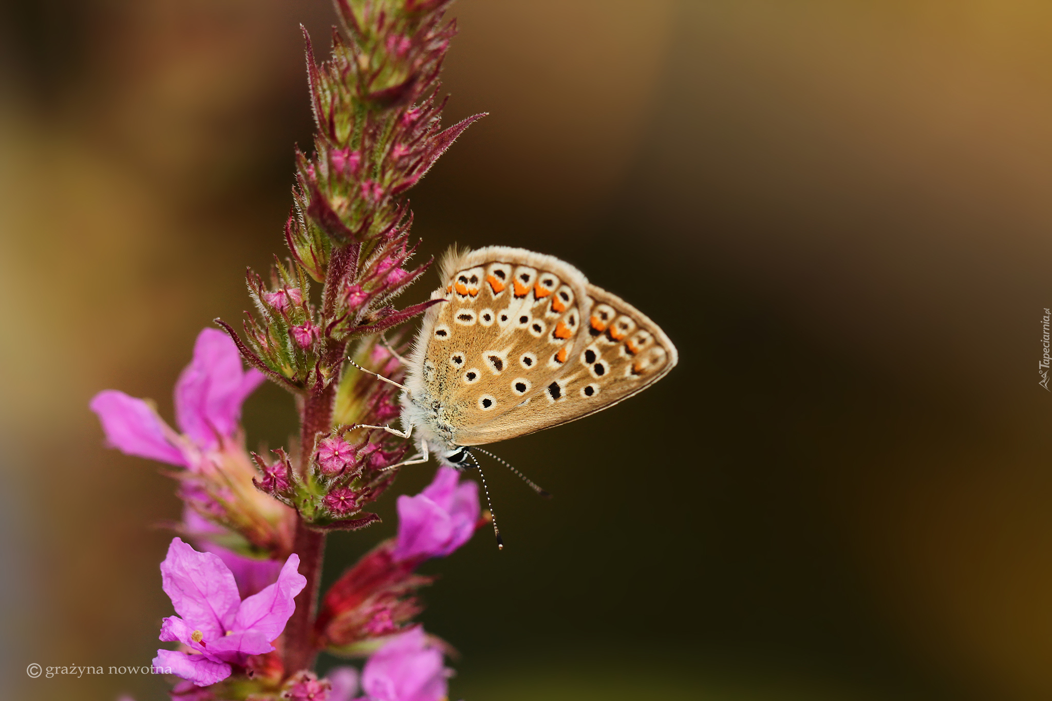 Motyl, Modraszek agestis, Owad, Kwiat