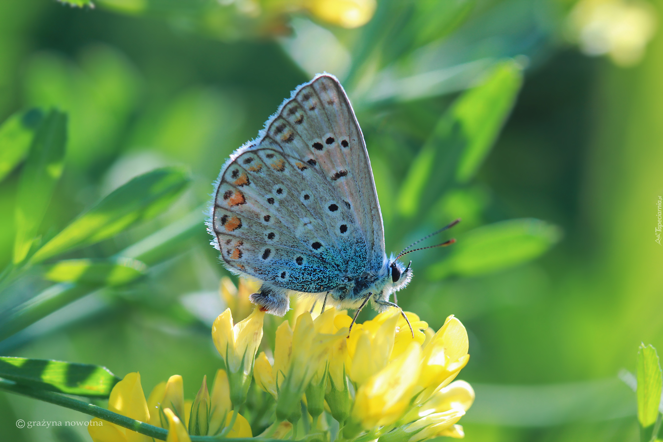 Motyl, Modraszek ikar, Samica, Owad