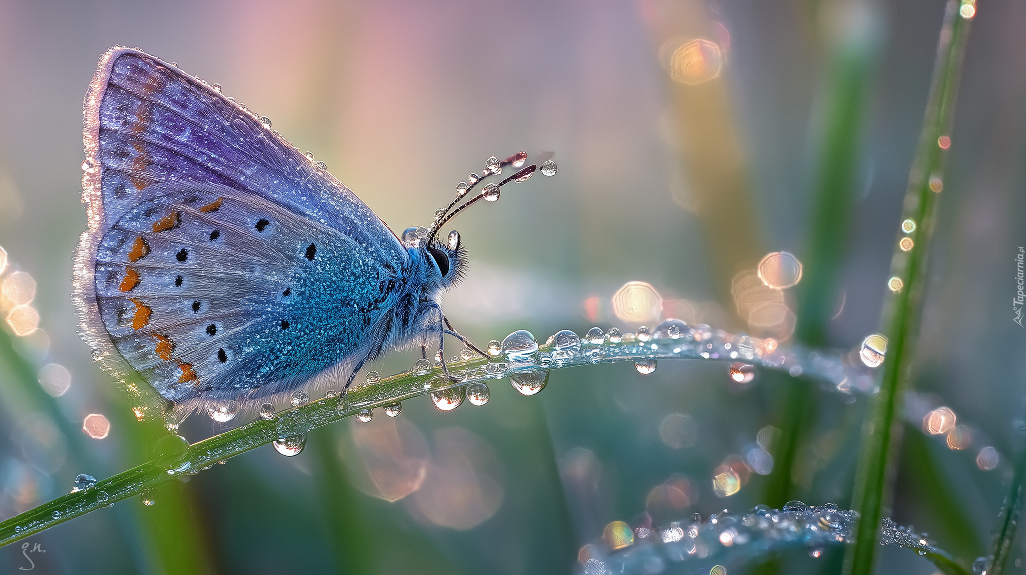 Motyl, Modraszek, Trawa, Źdźbło, Krople, Rosa, Grafika AI