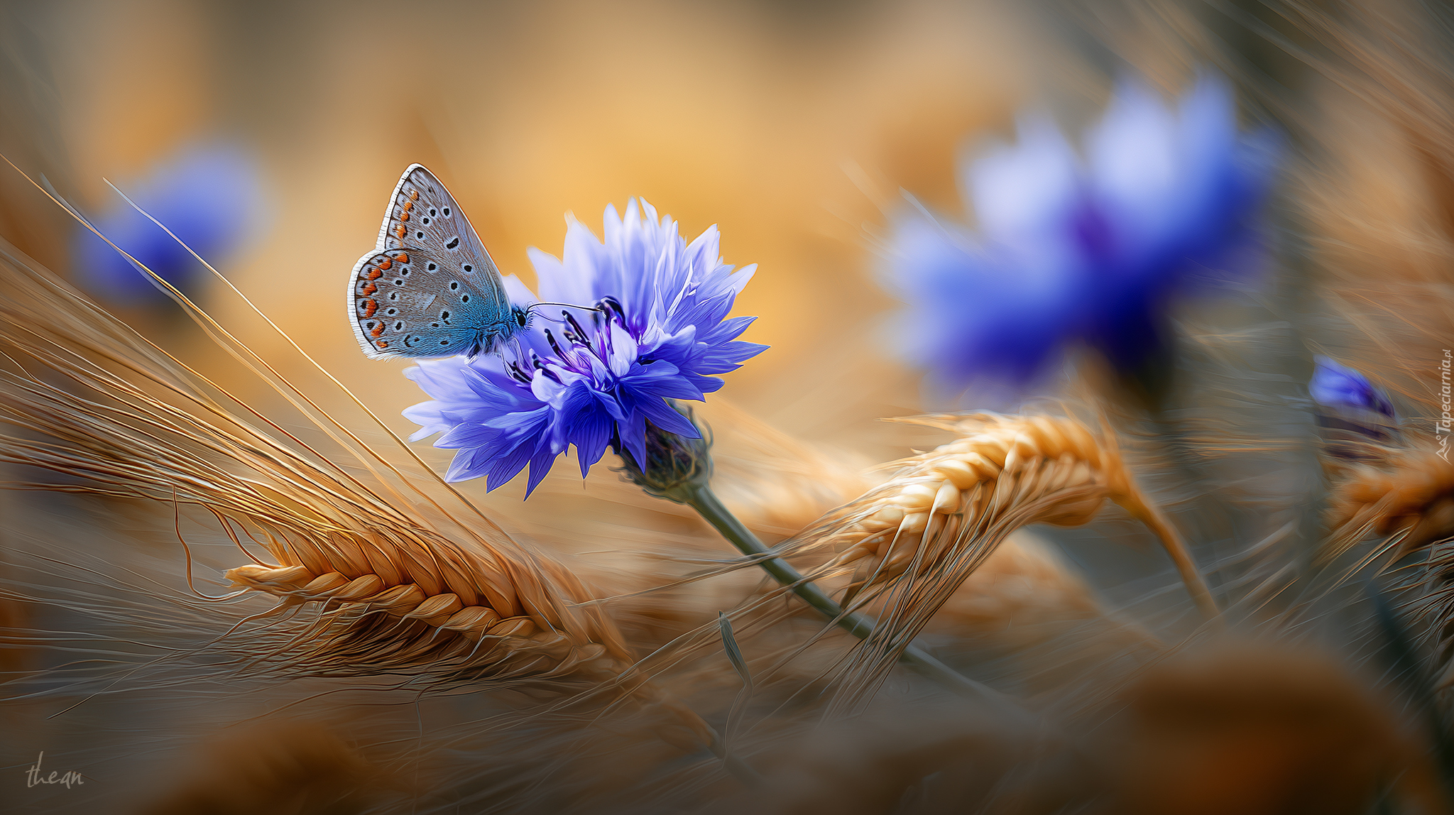 Chabry, Kwiaty, Zboże, Kłosy, Niebieskie, Motyl, Modraszek, Grafika AI