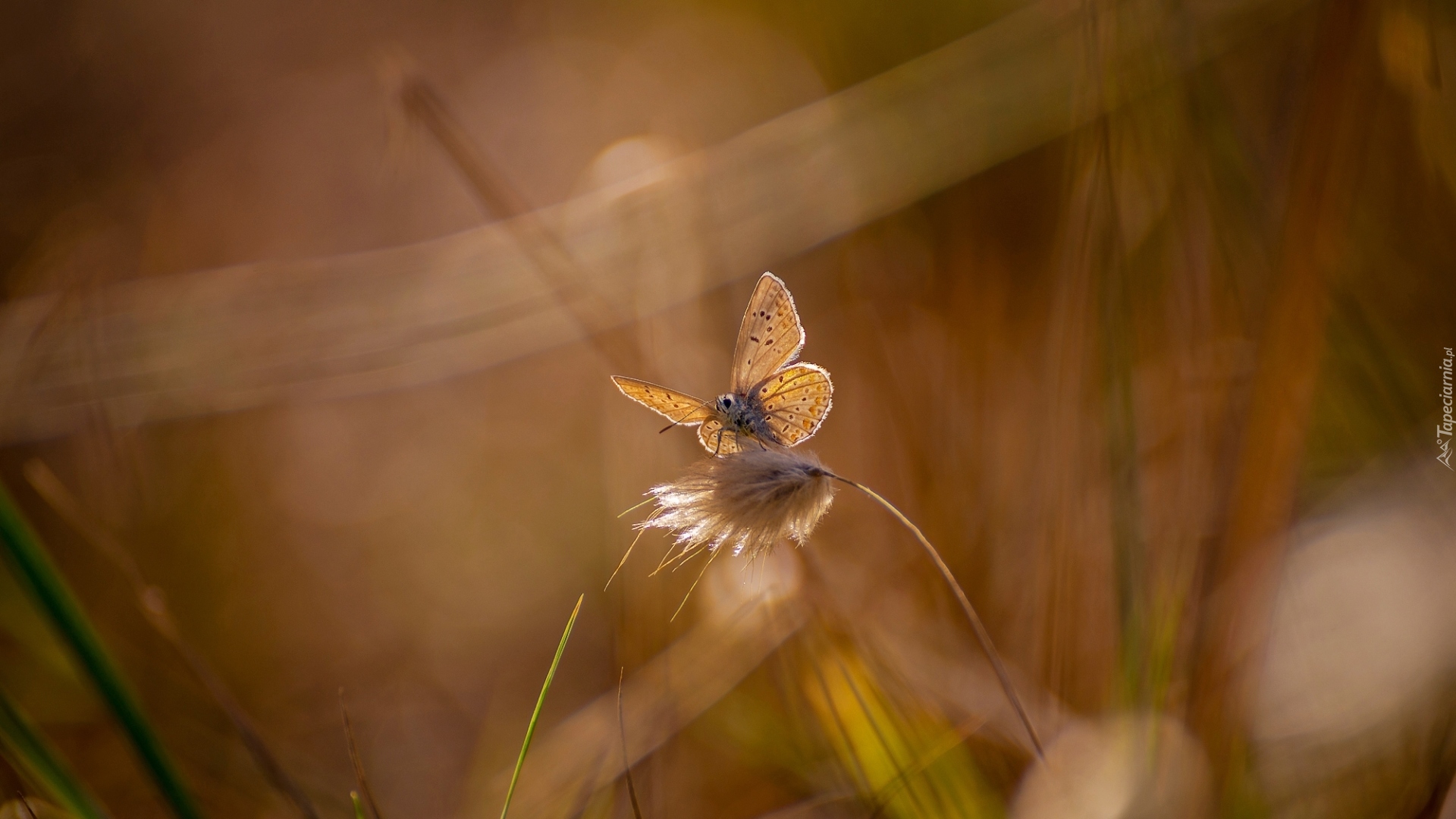 Motyl, Modraszek, Źdźbło, Trawy