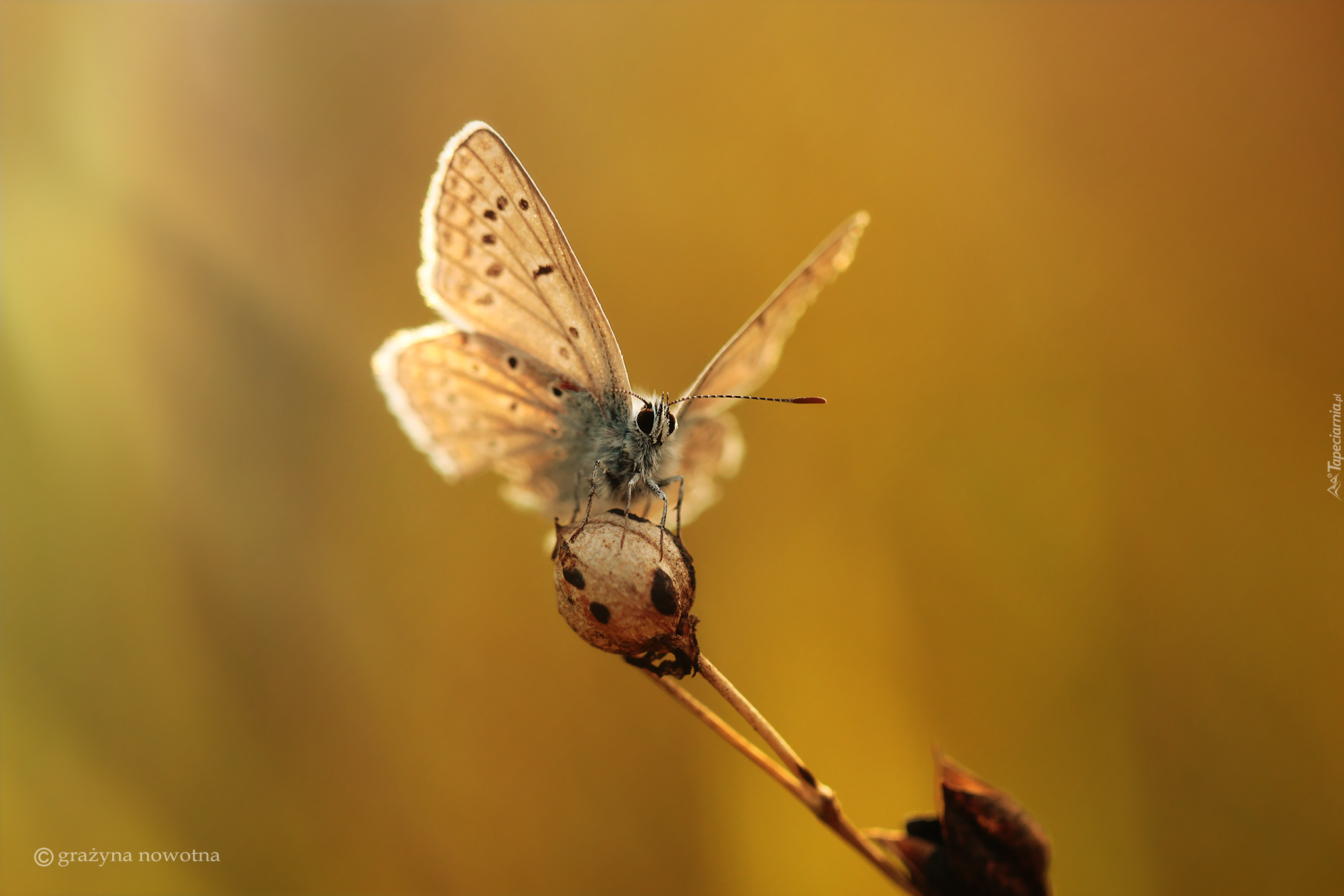 Motyl, Modraszek, Owad, Roślina