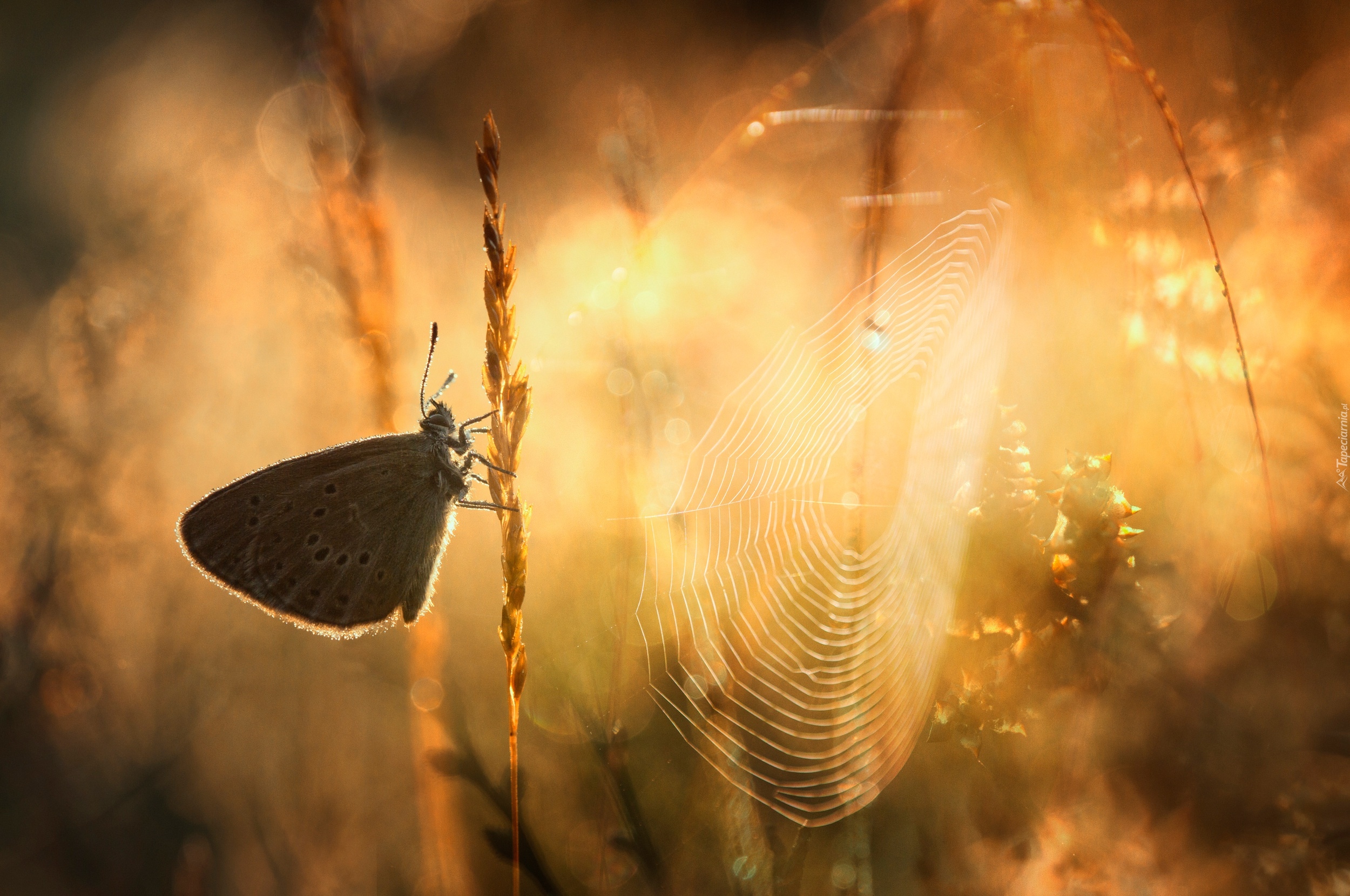 Motyl, Modraszek, Pajęczyna, Źdźbła, Trawy