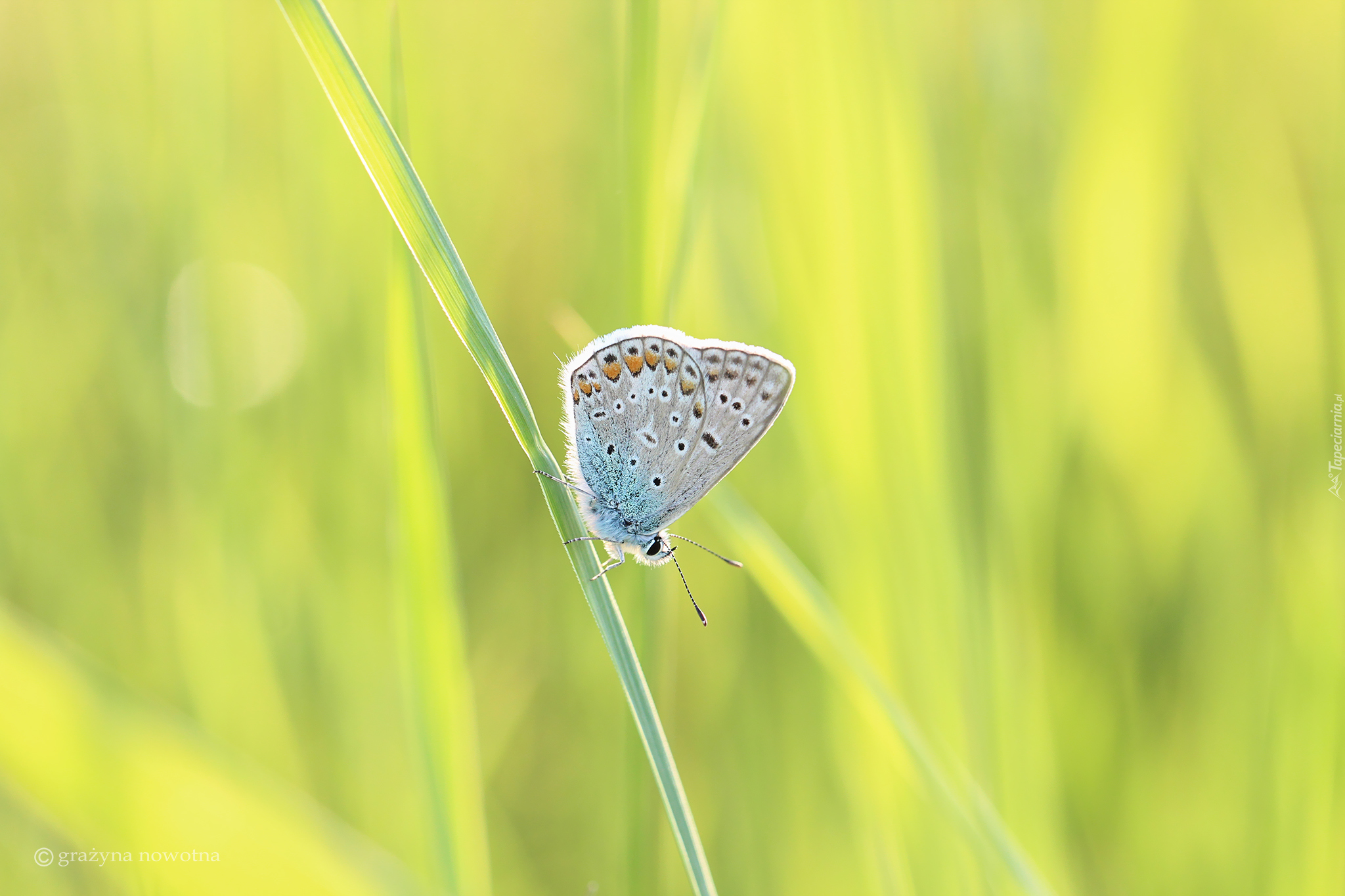 Motyl, Modraszek, Źdźbło, Trawa