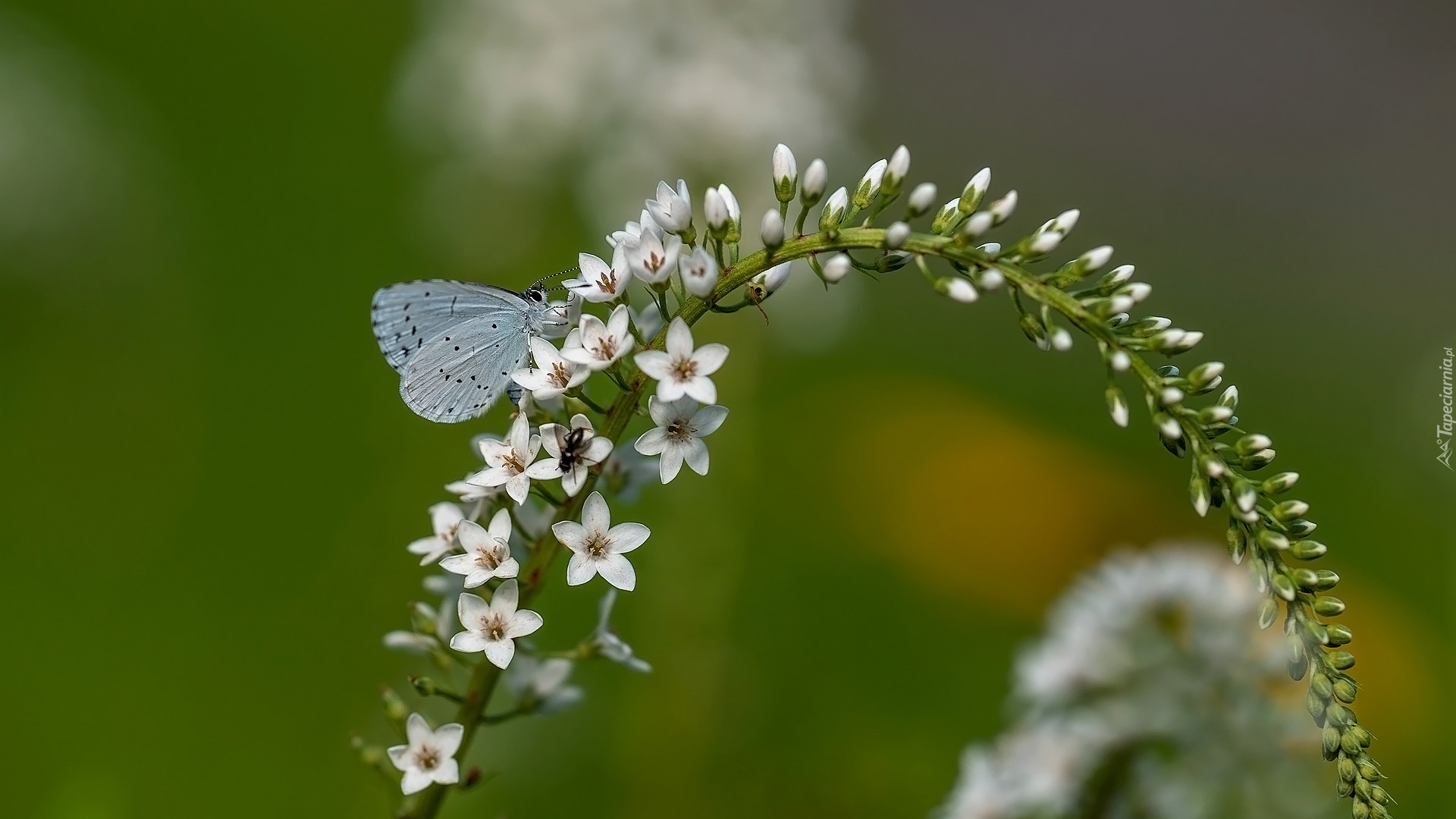 Kwiaty, Motyl, Modraszek wieszczek