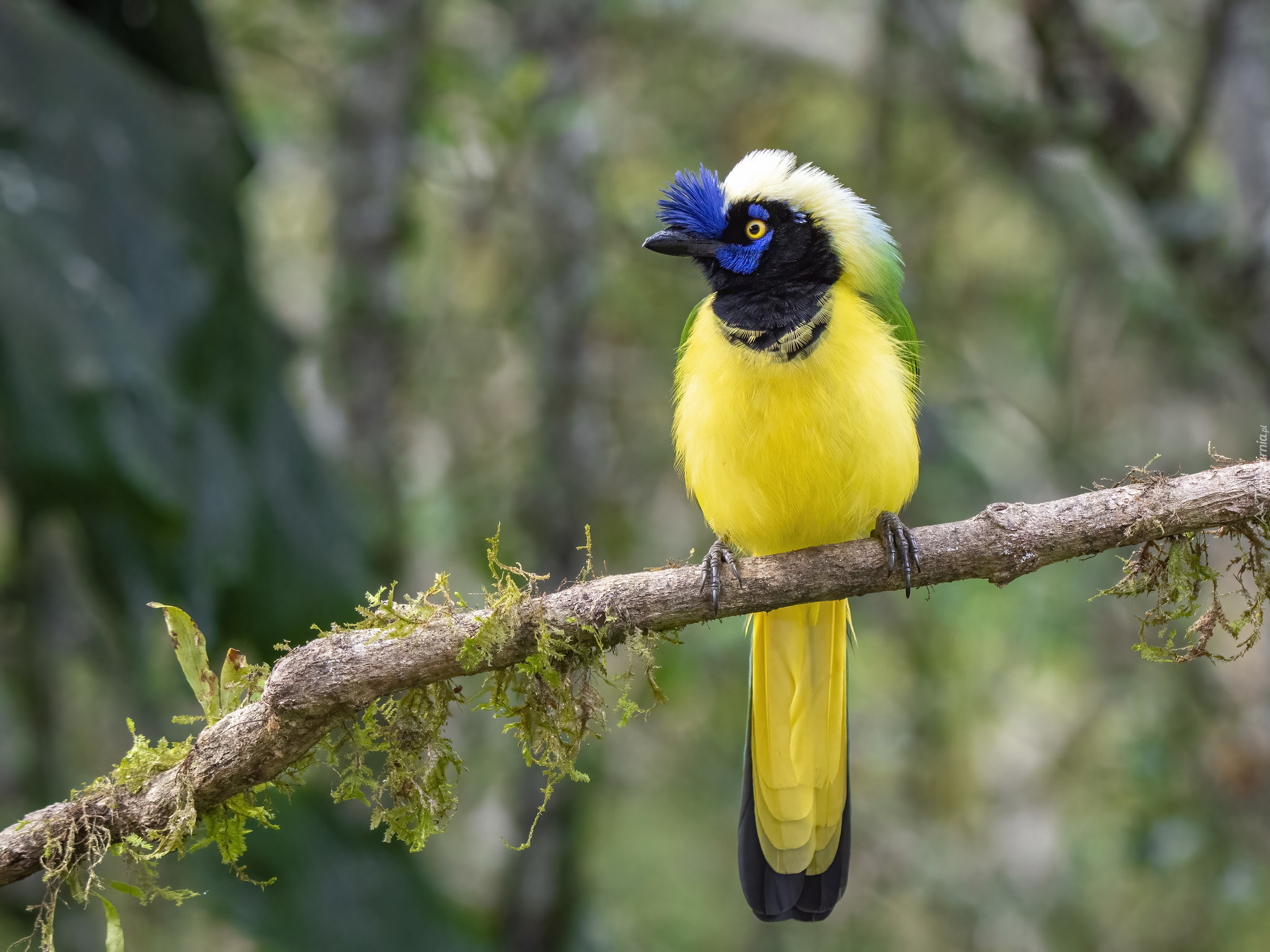 Modrowronka zielona, Inca Jay, Ptak, Gałąź