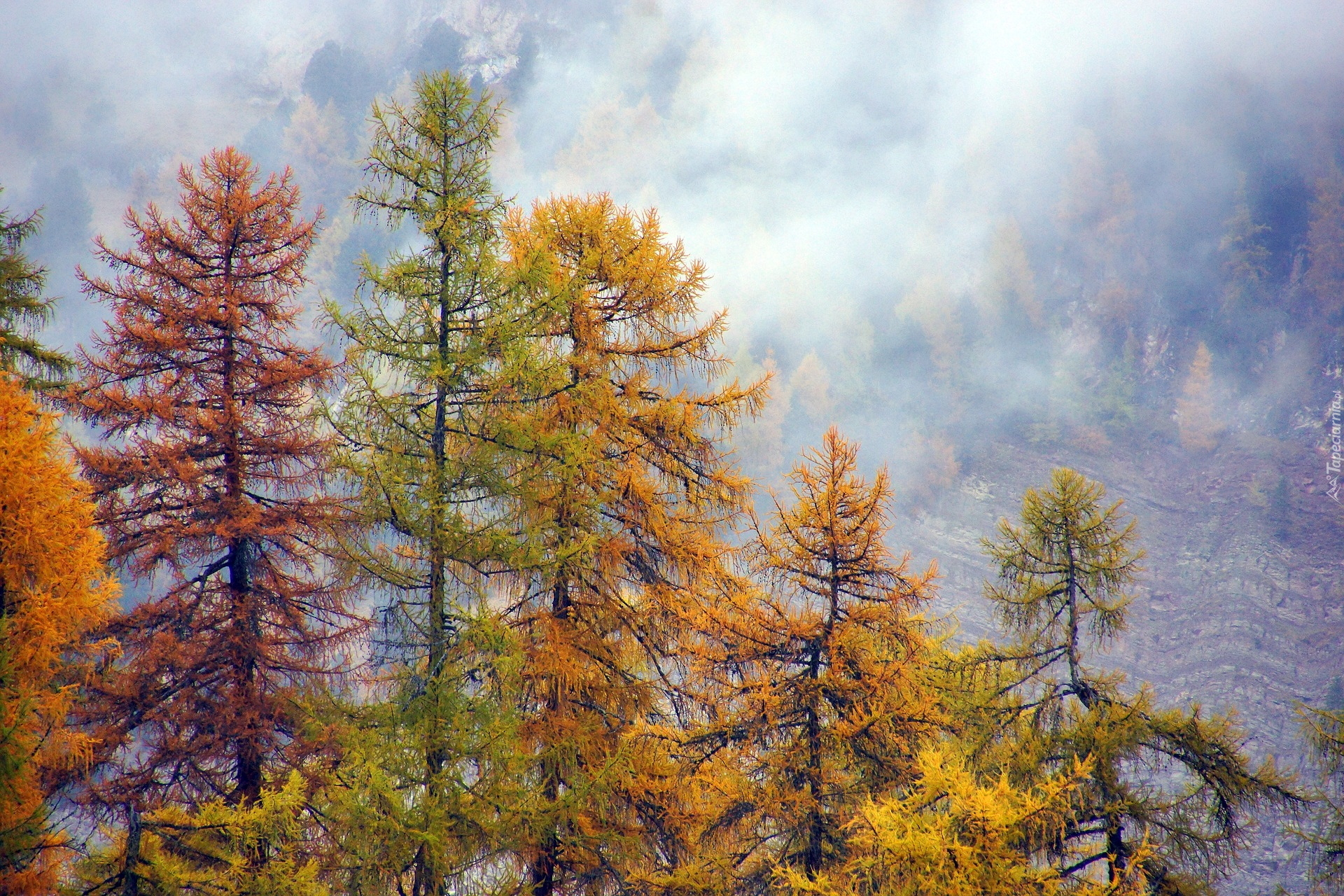 Las, Drzewa, Modrzewie, Jesień, Mgła