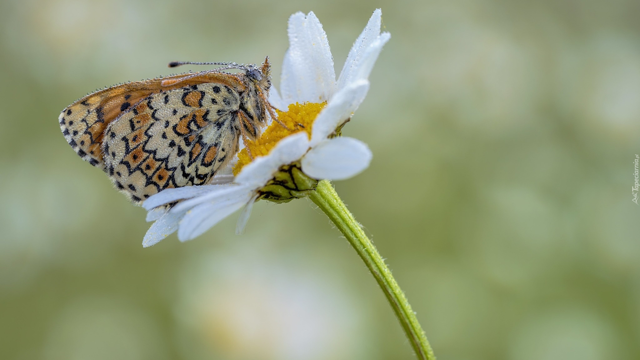 Motyl, Przeplatka febe, Kwiat, Biały