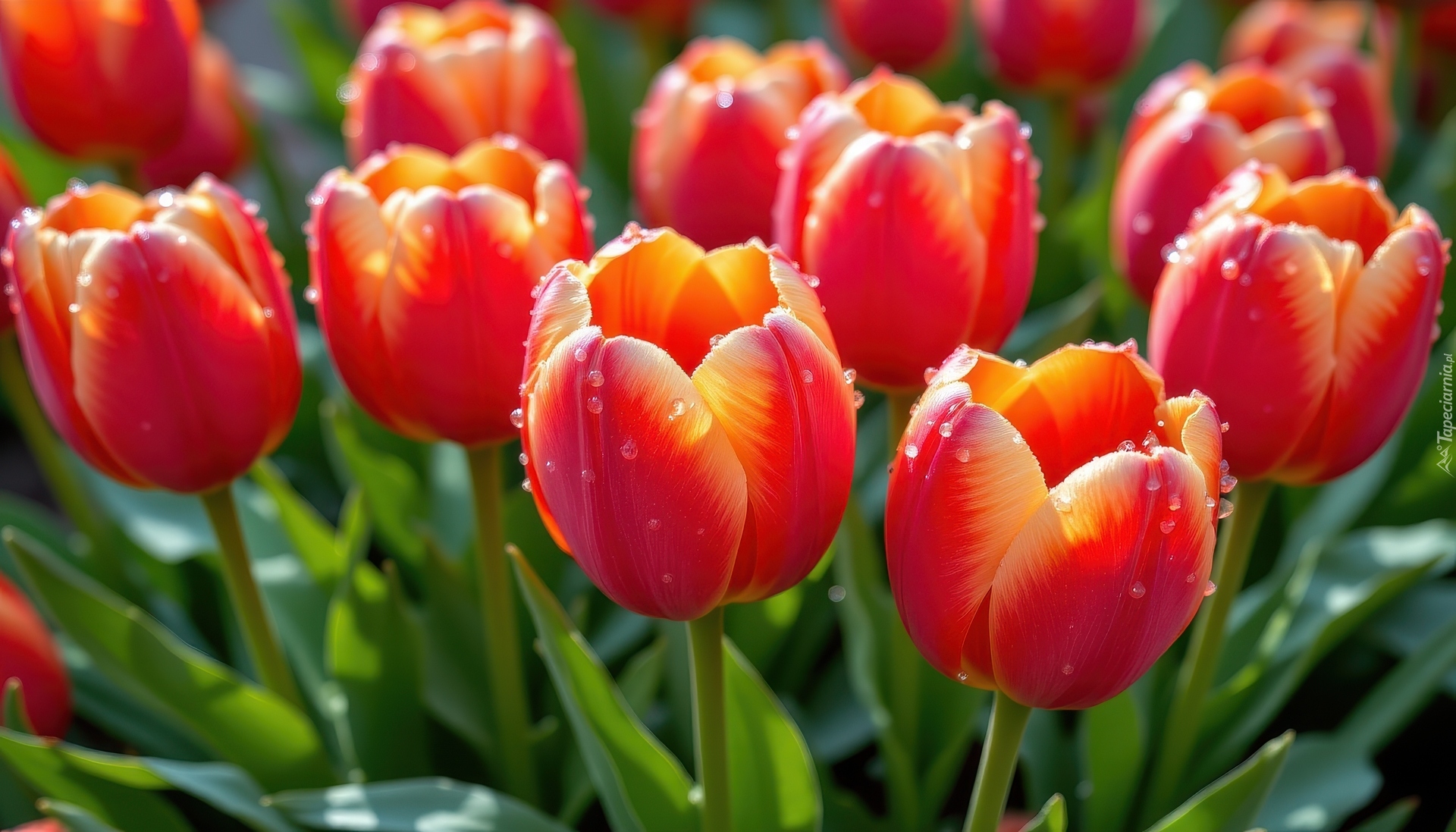 Tulipany, Czerwone, Kwiaty, Krople, Listki, Zbliżenie