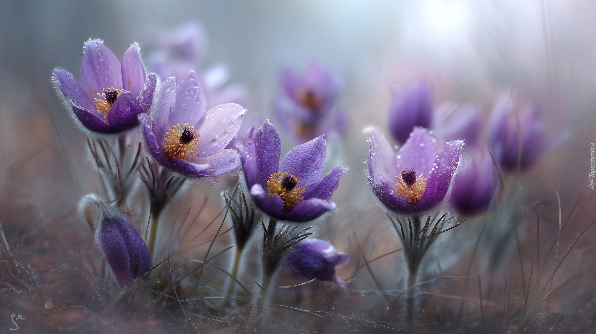 Mokre, Fioletowe, Sasanki, Kwiaty, Grafika AI