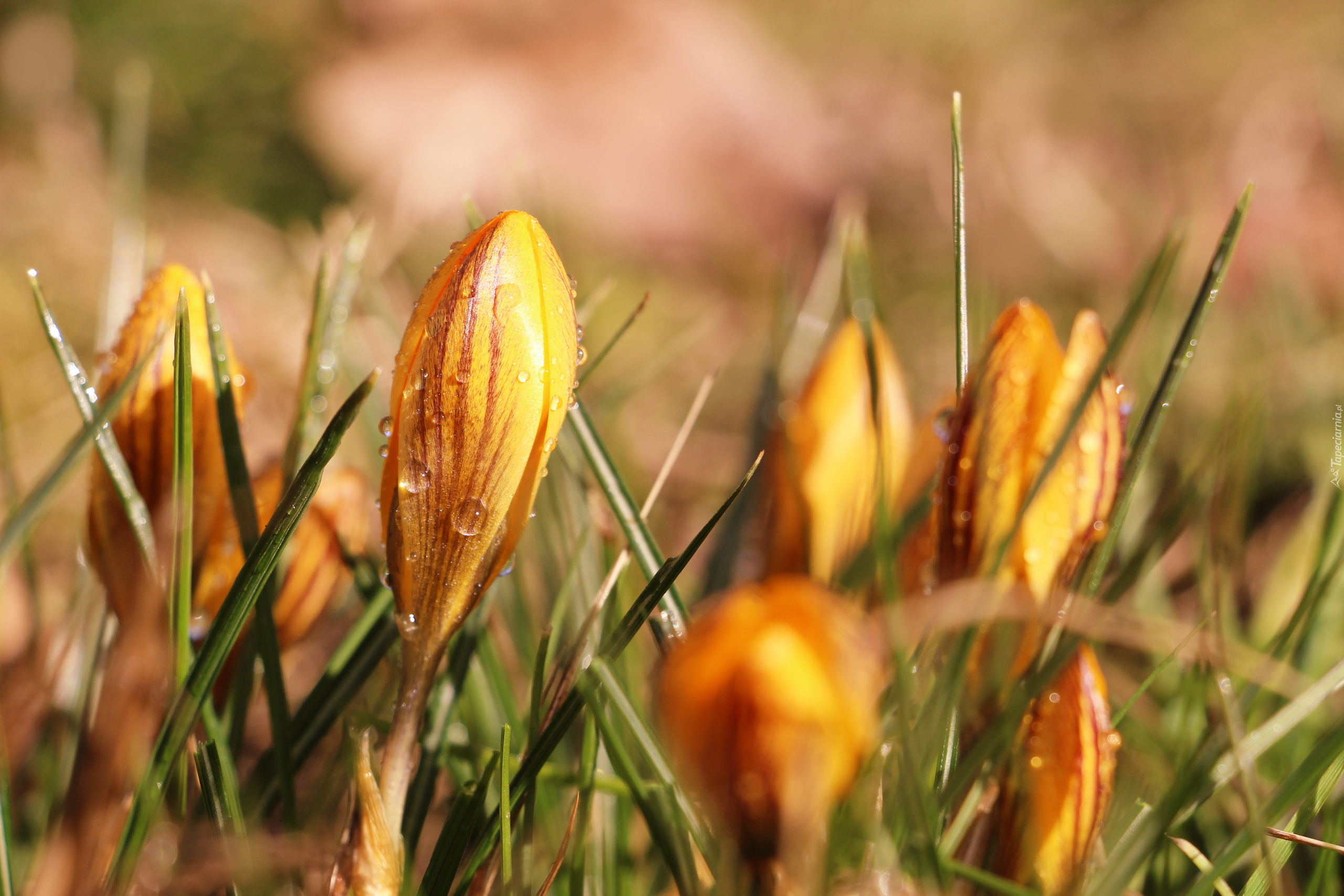 Pąk, Krople, Żółty, Krokus