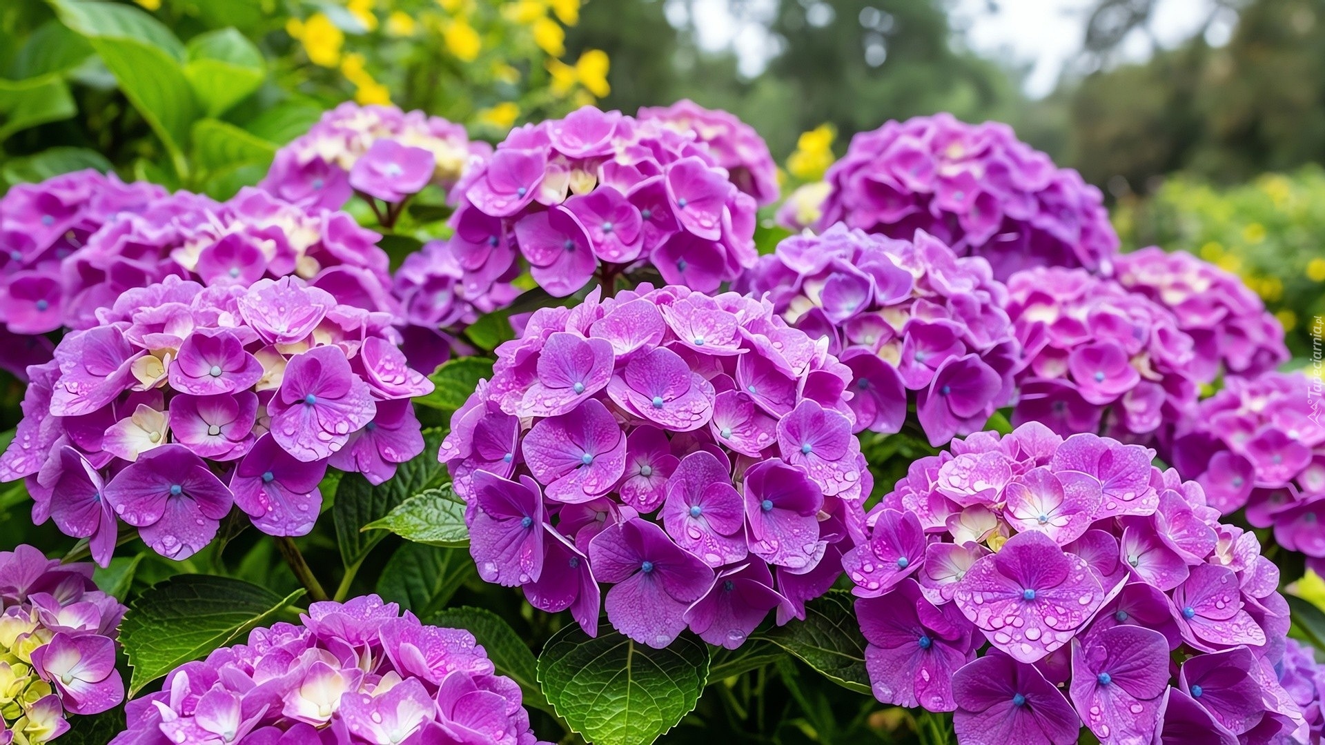 Kwiaty, Mokre, Hortensje