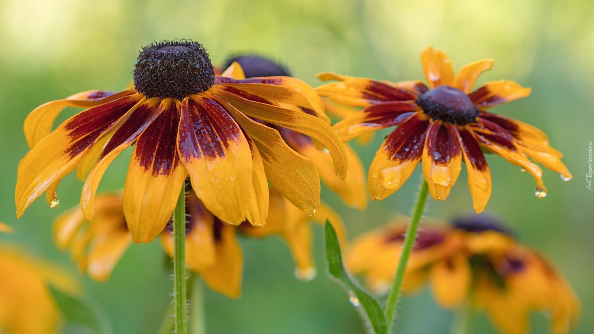 Żółte, Mokre, Kwiaty, Rudbekia, Zbliżenie