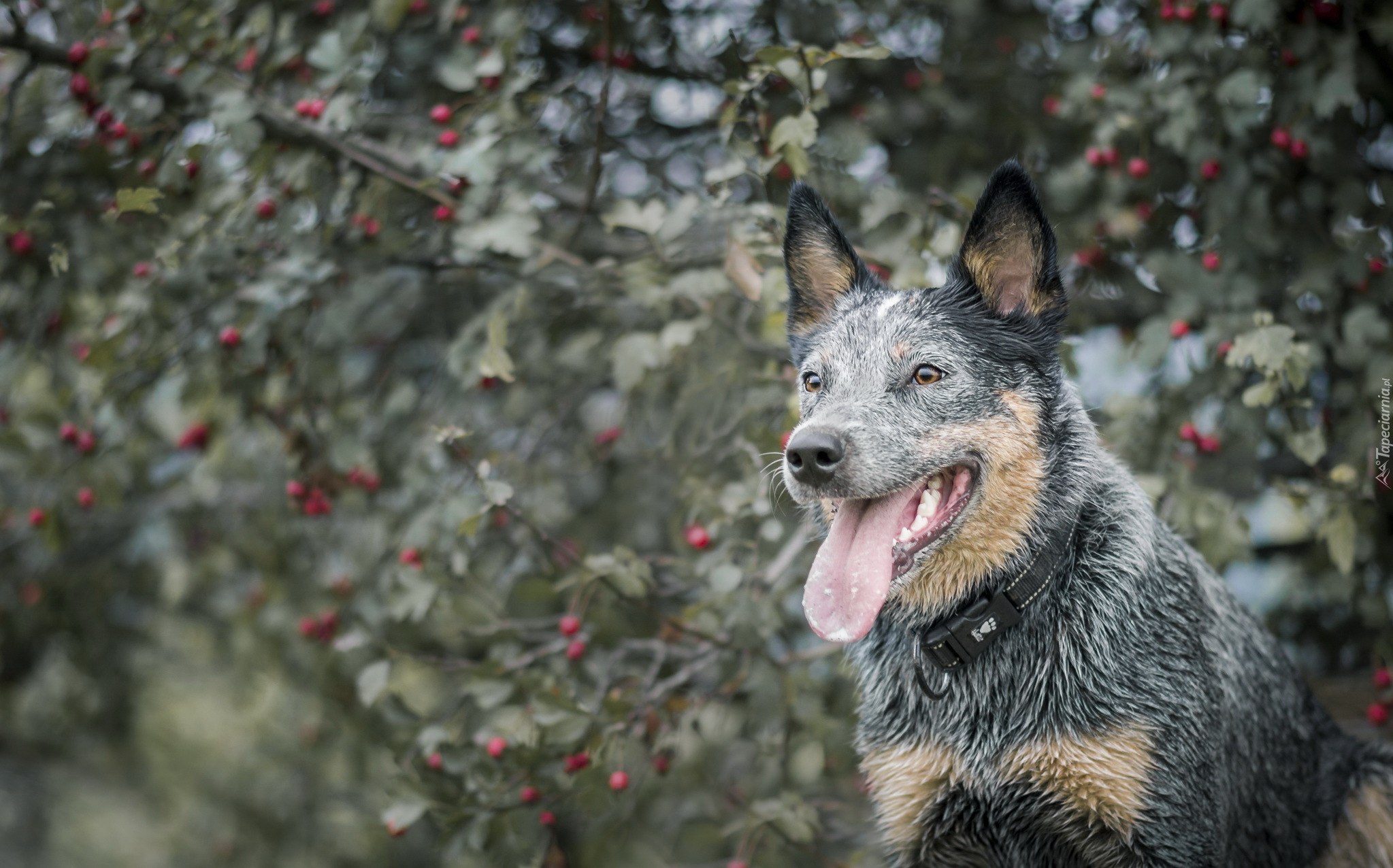 Australijski pies pasterski, Australian Cattle Dog