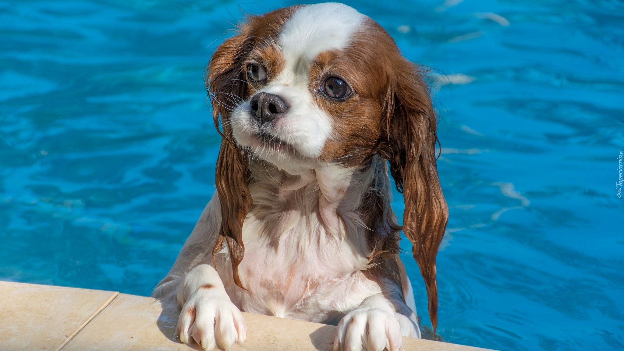 Pies, Kąpiel, Basen, Cavalier king charles spaniel