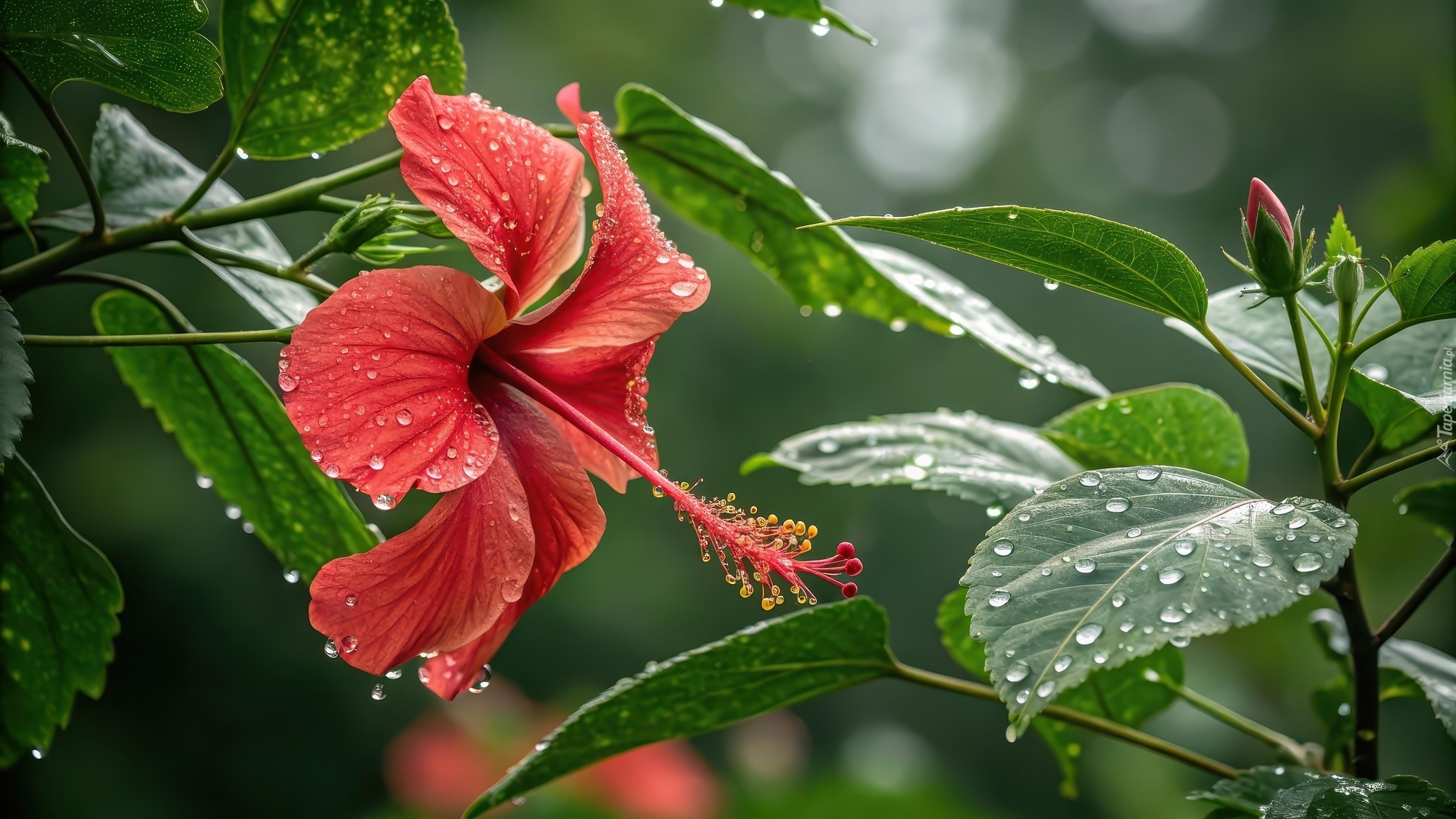 Hibiskus, Czerwony, Kwiat, Krople, Mokre, Liście, Grafika