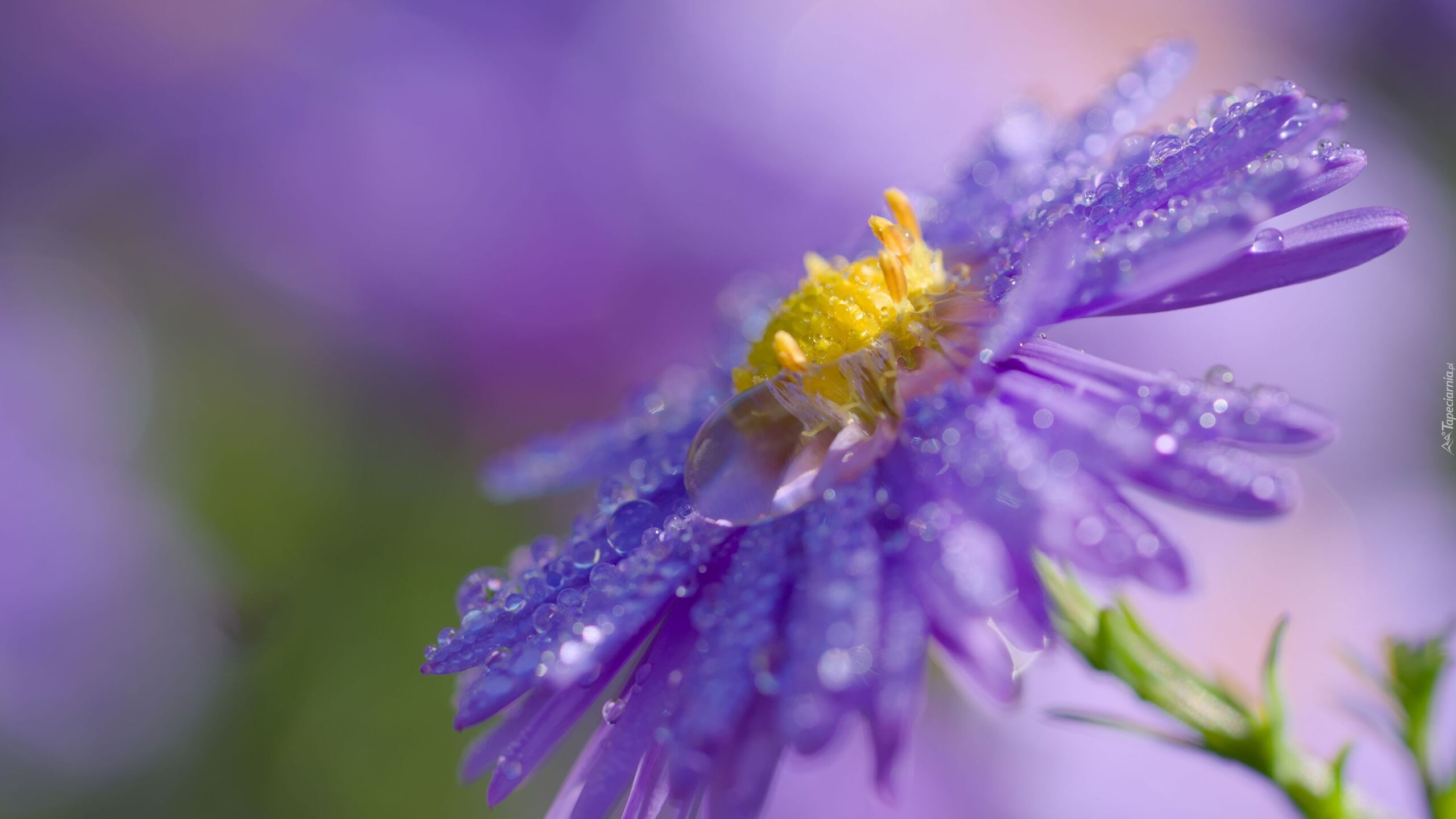 Fioletowy, Kwiat, Aster, Krople, Makro