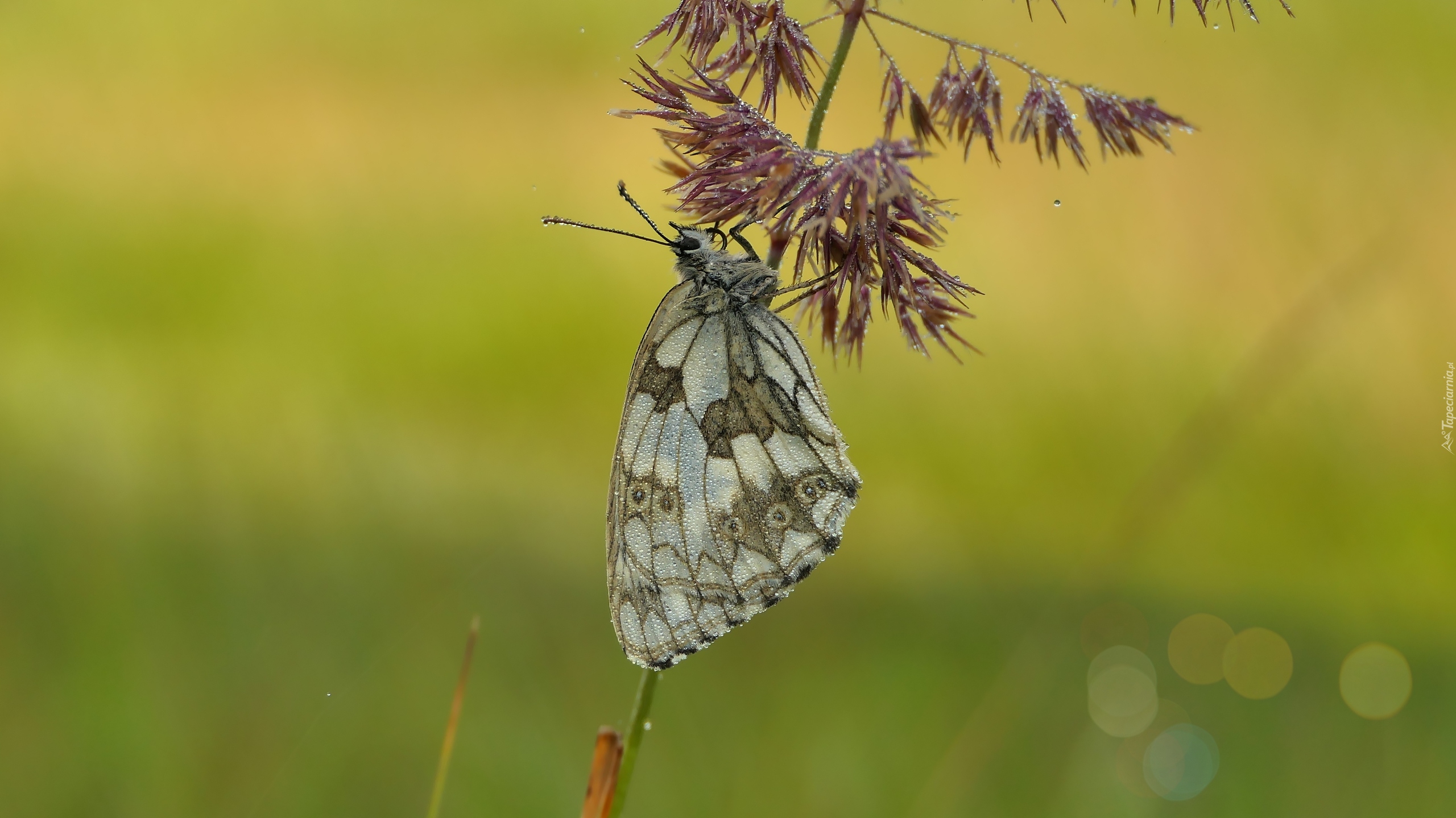 Polowiec szachownica, Motyl, Trawa