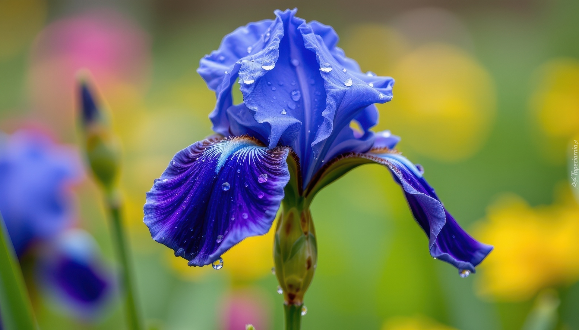 Kwiat, Niebieski, Irys, Krople, Zbliżenie