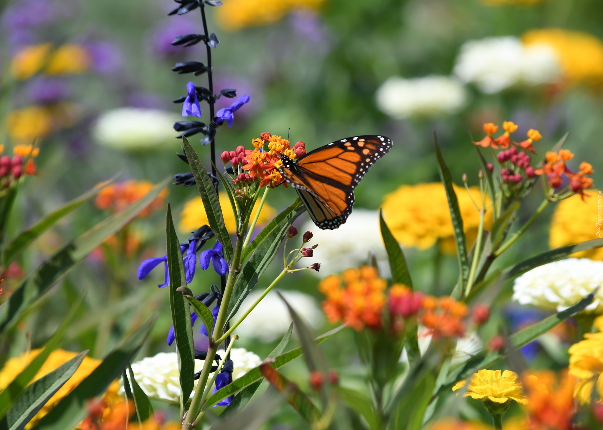 Motyl, Danaid wędrowny, Monarcha, Kolorowe, Kwiaty