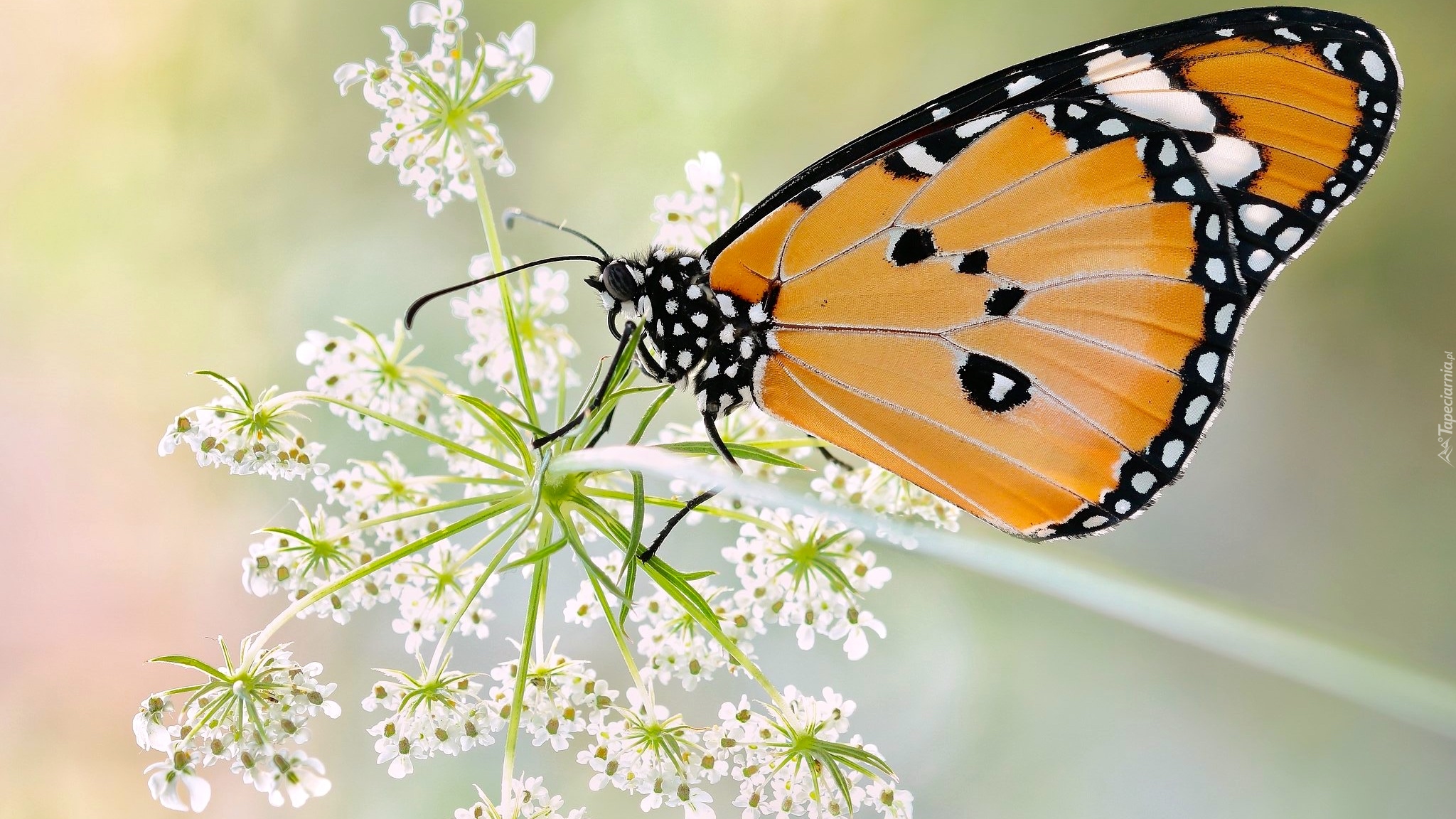 Motyl, Monarcha złocisty, Makro, Roślina, Dzika marchew, Rozmycie