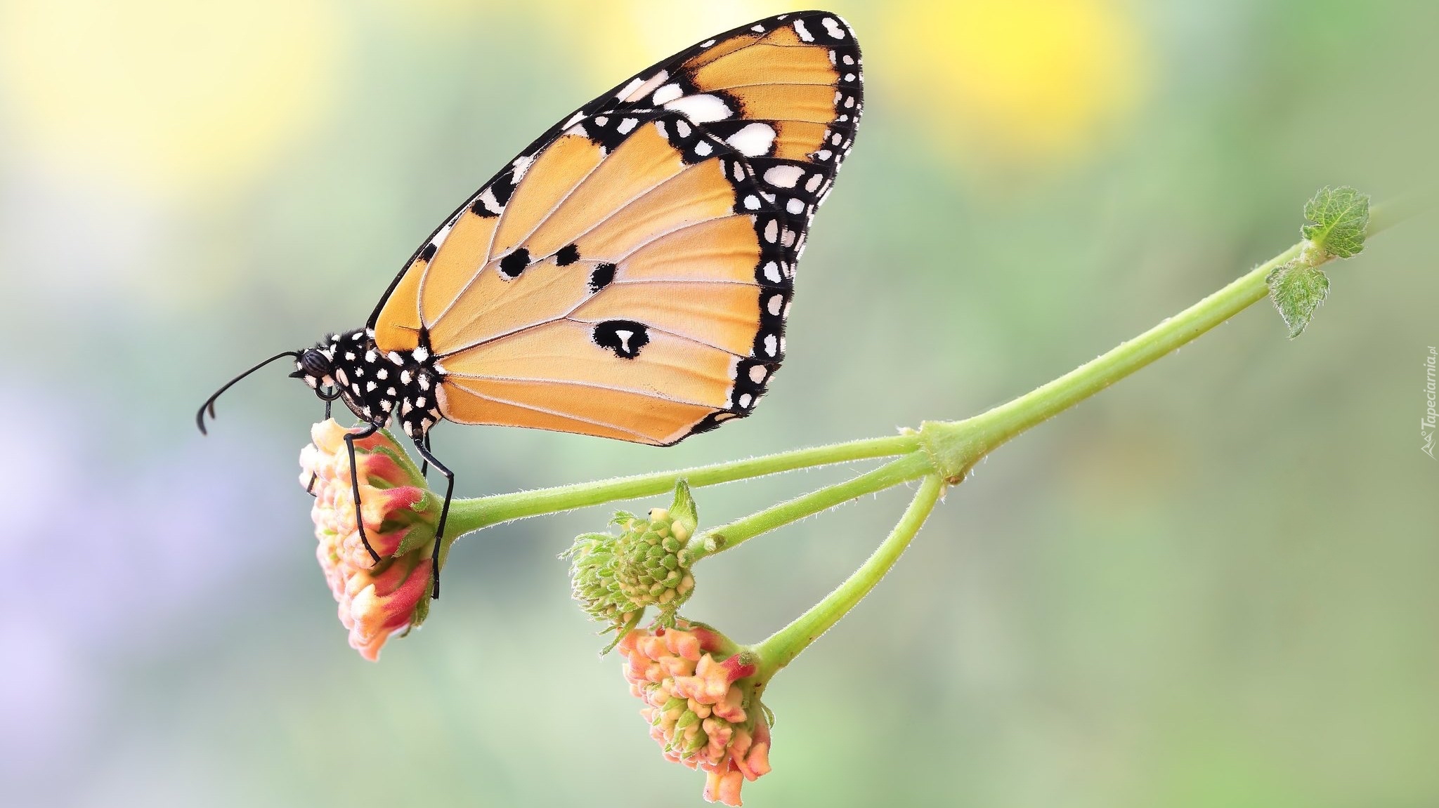 Motyl, Monarcha złocisty, Roślina, Makro