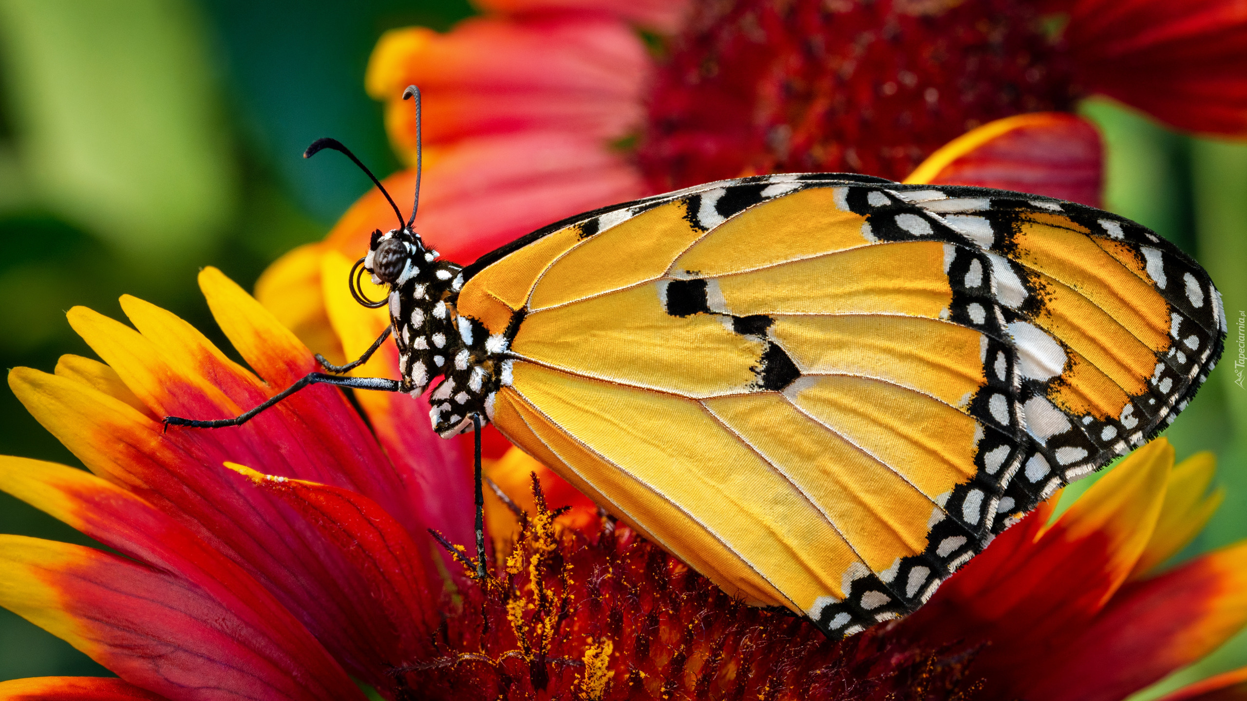 Motyl, Monarcha złocisty, Kwiat, Makro