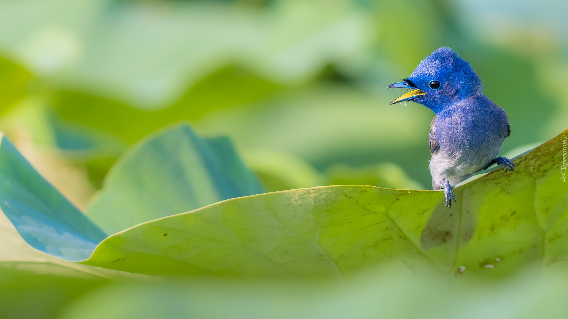 Niebieski, Ptak, Monarszyk hiacyntowy