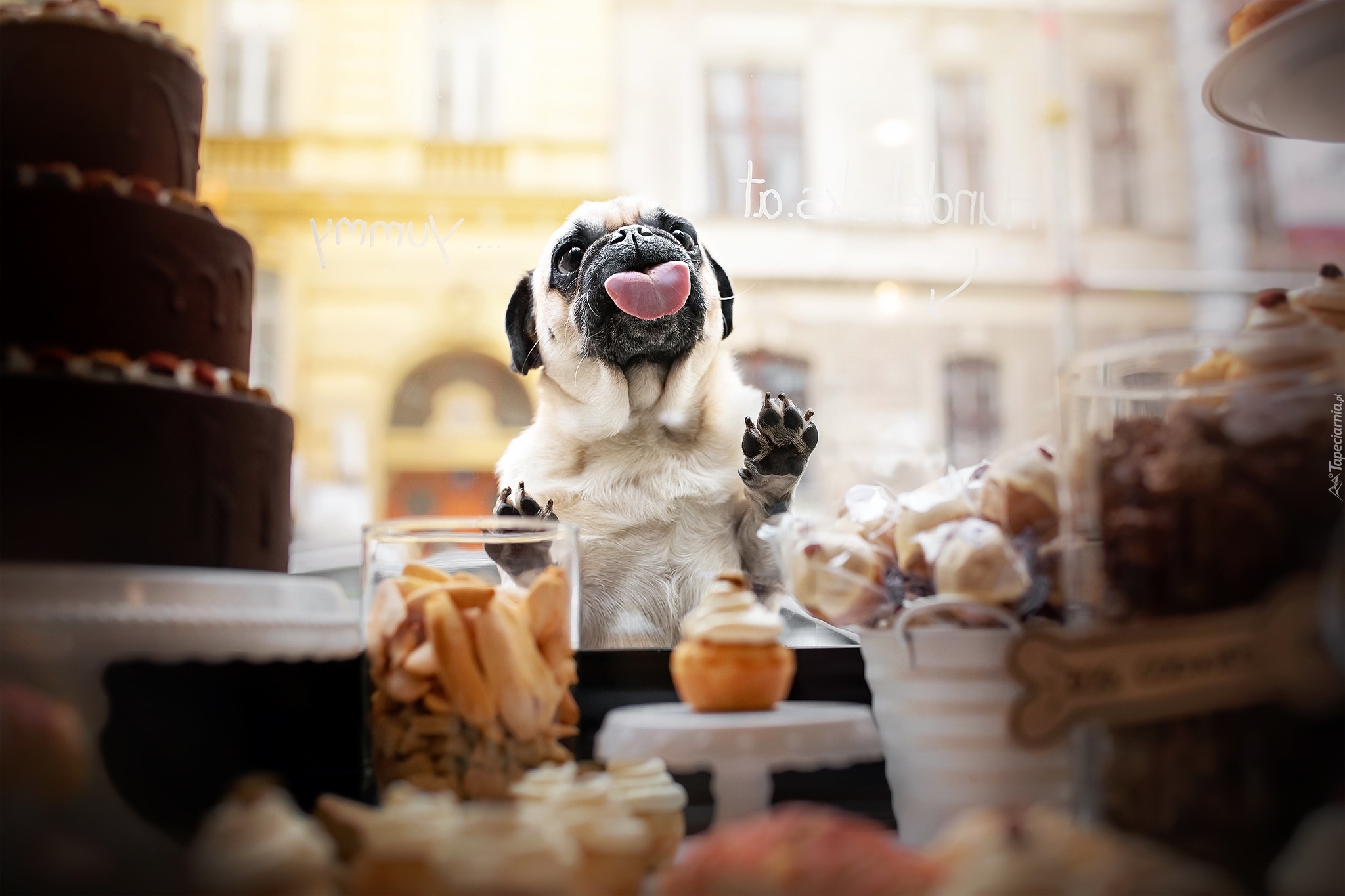 Pies, Mops, Język, Szyba