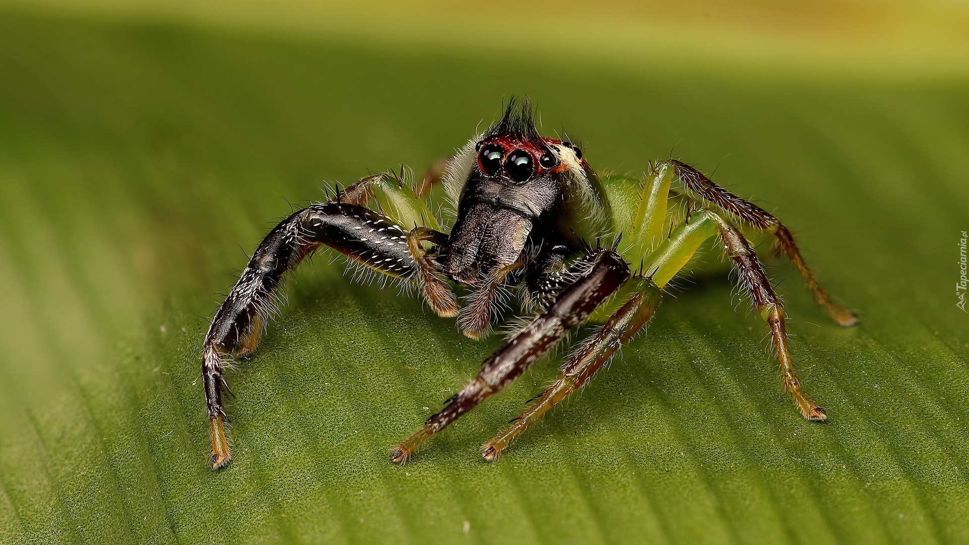 Pająk, Mopsus mormon, Liść, Zbliżenie