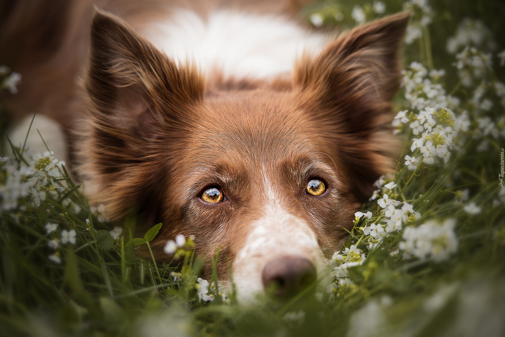 Pies, Mordka, Border collie, Kwiaty