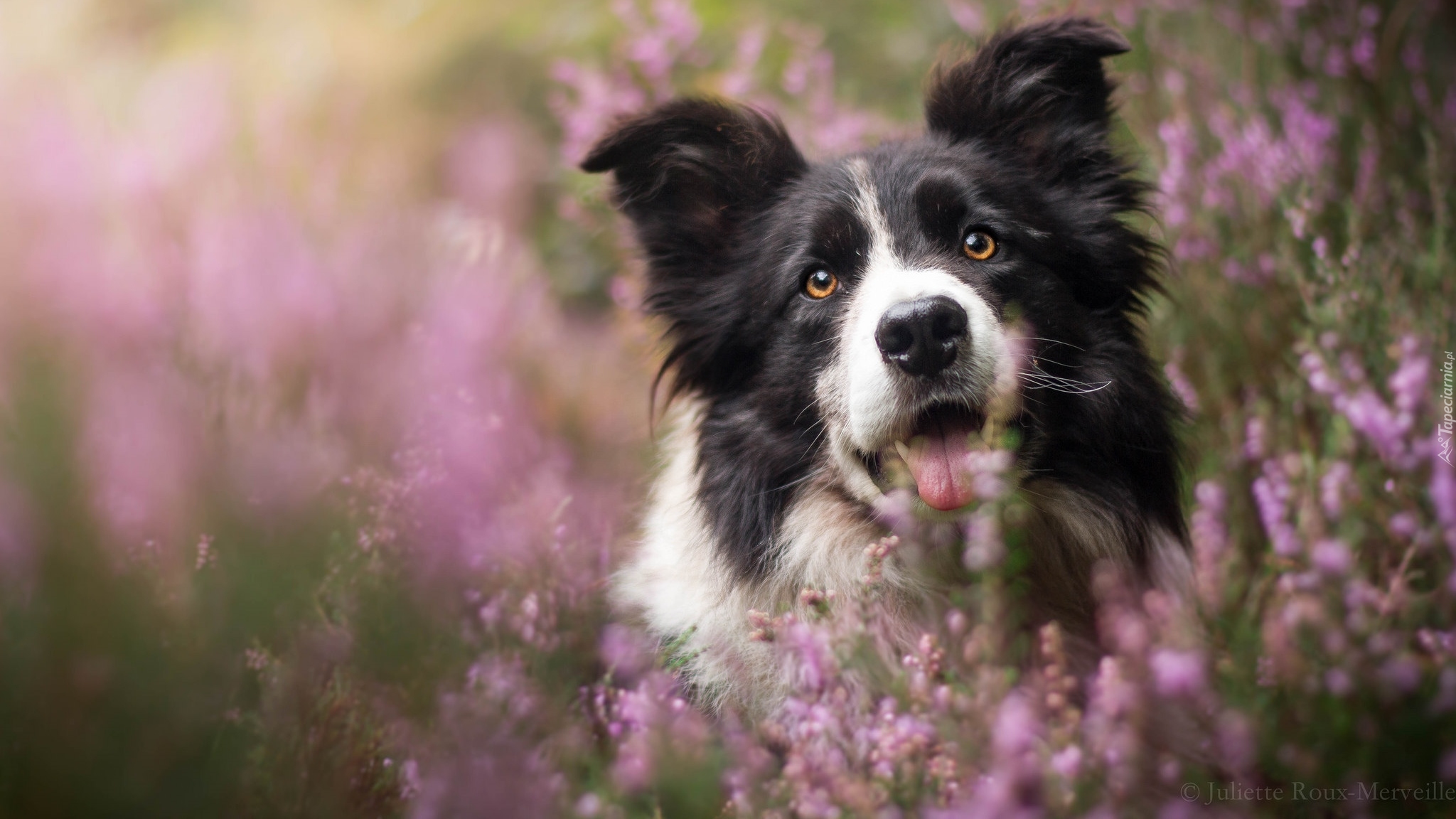 Pies, Border collie, Wrzosy