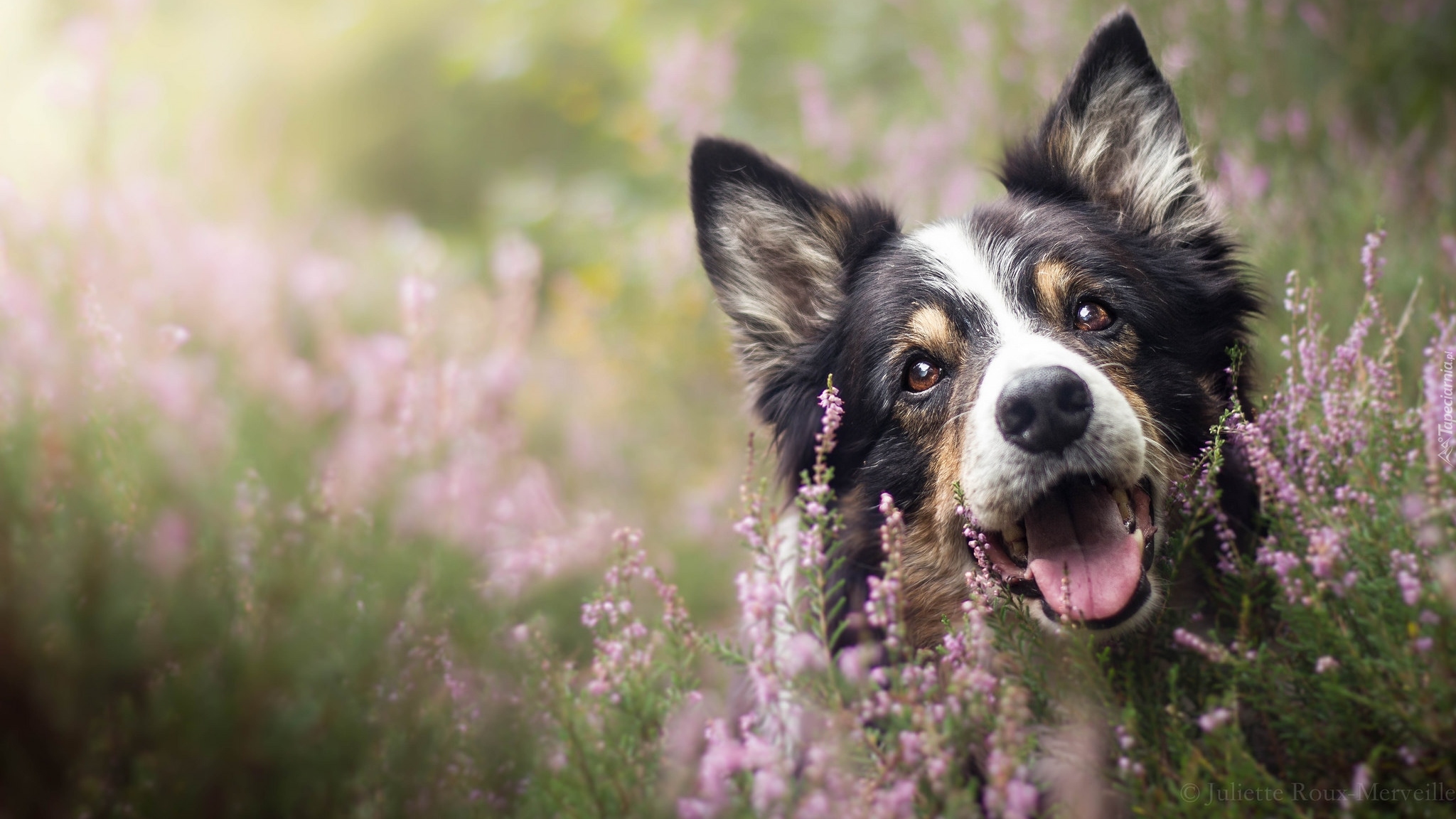 Pies, Border collie, Mordka, Wrzosy