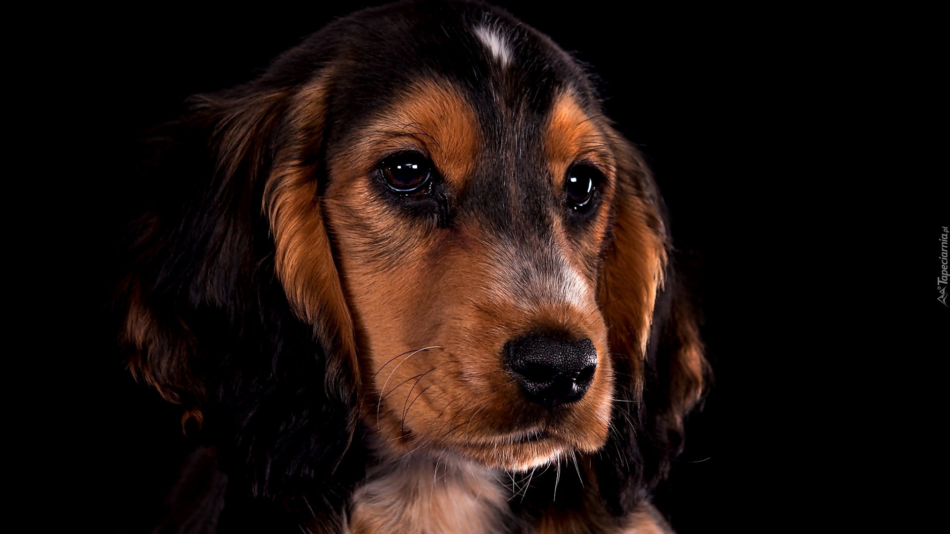 Cocker spaniel, Mordka, Spojrzenie, Ciemne tło