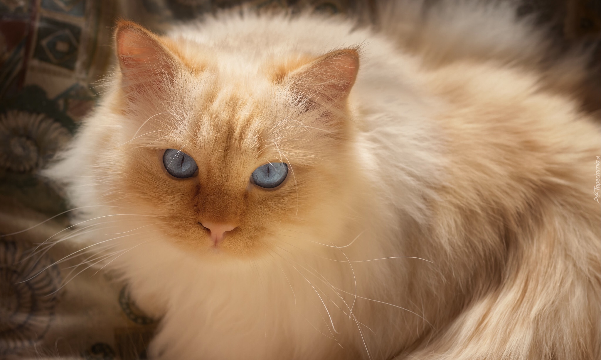Kot, Rudo-biszkoptowy, Niebieskooki