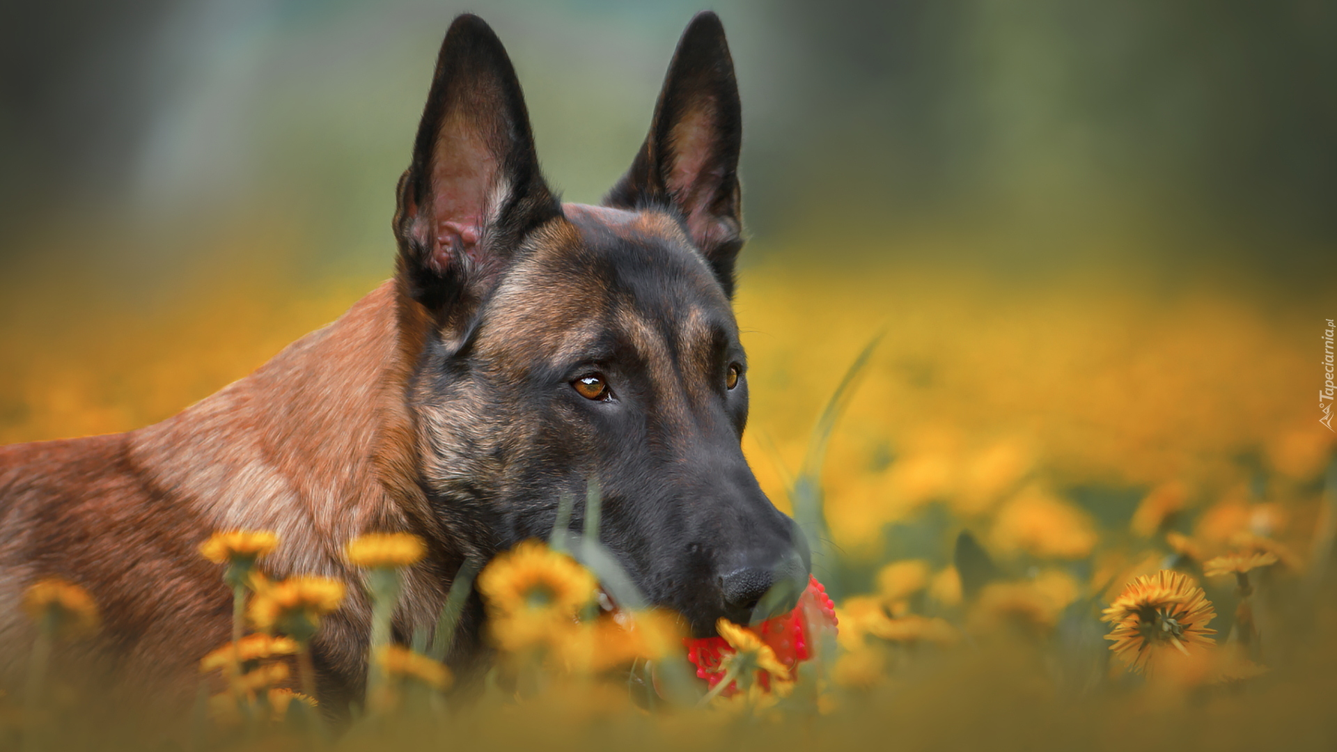 Pies, Mordka, Owczarek belgijski Malinois