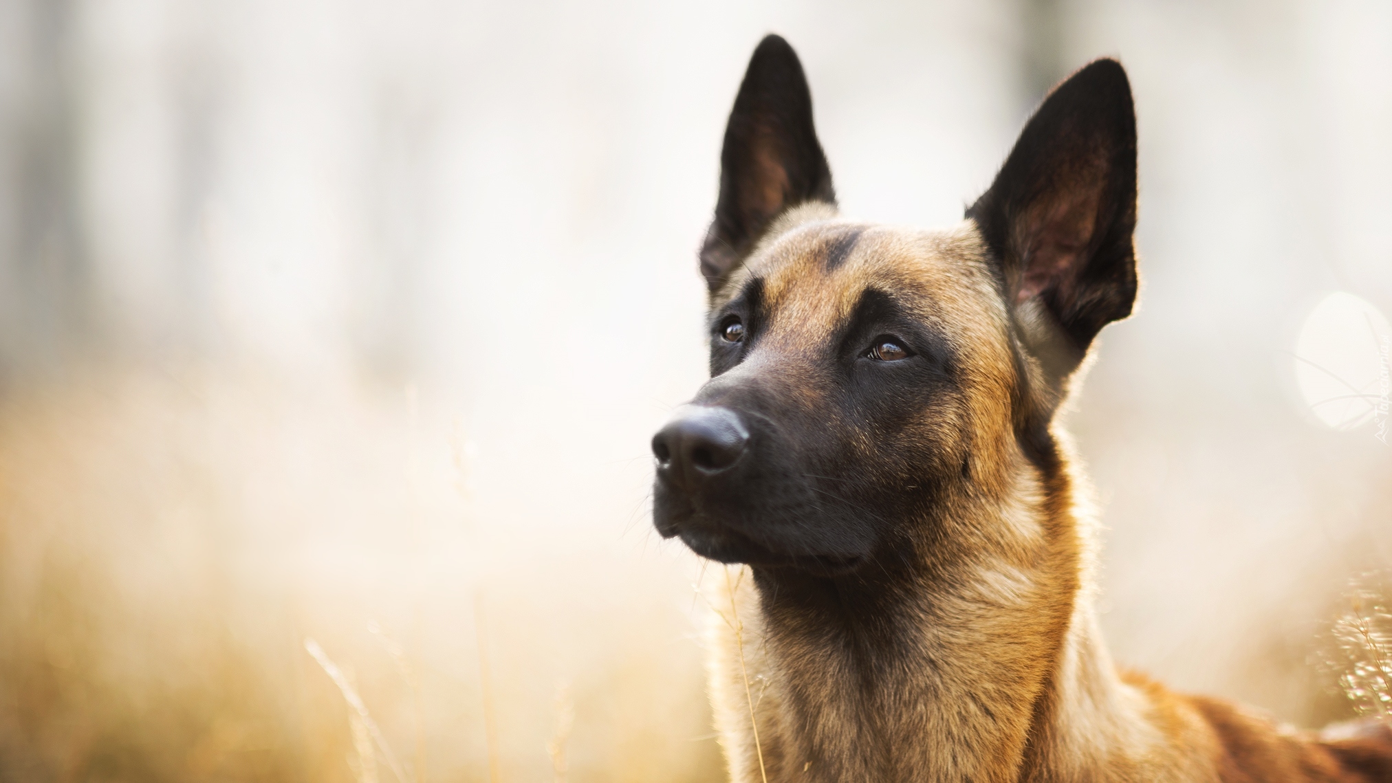 Pies, Owczarek belgijski malinois, Mordka