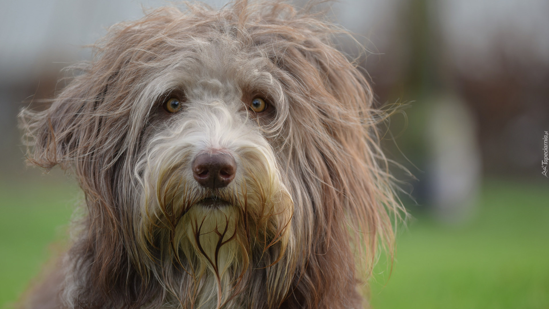 Kosmaty, Bearded collie, Mordka